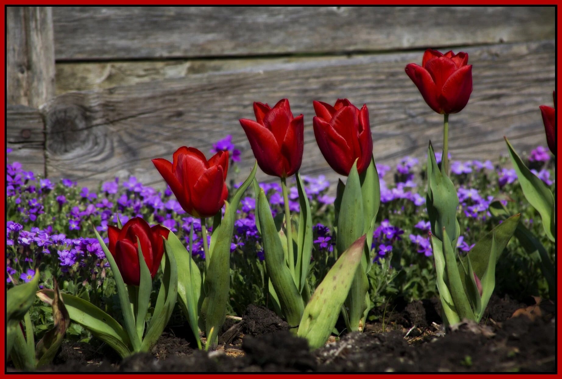 Tulips_Apr 27 09_4143_1_4x6s.jpg