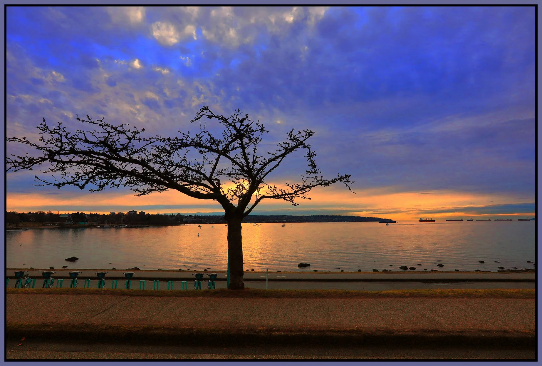 English Bay Tree_Feb 9_2023_HDR_5D3638_peW&C cntrst_4x6s.jpg