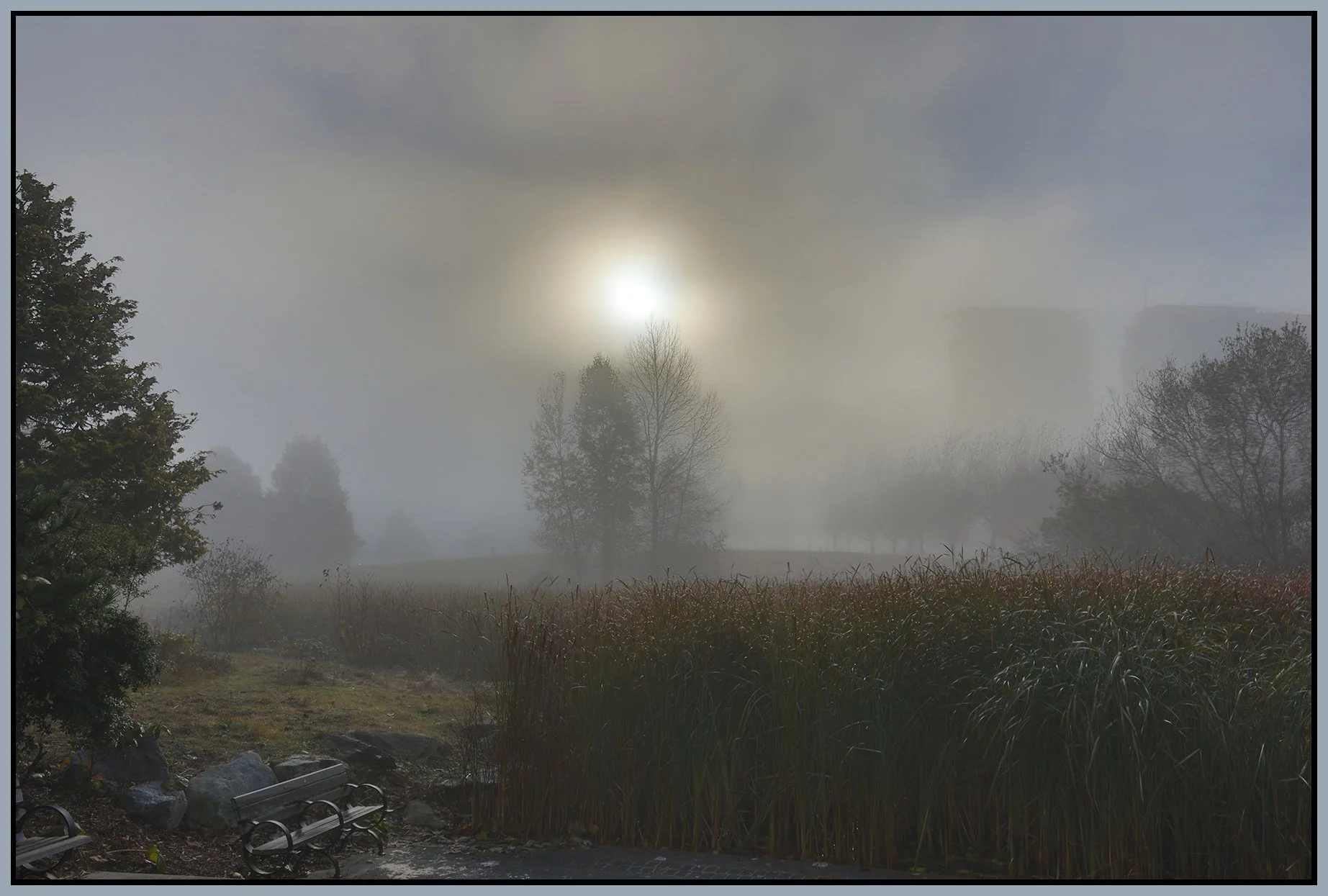 Devonian Pk Fog Bullrushes_Nov 15_2022_HDR_5C5946_4x6s.jpg