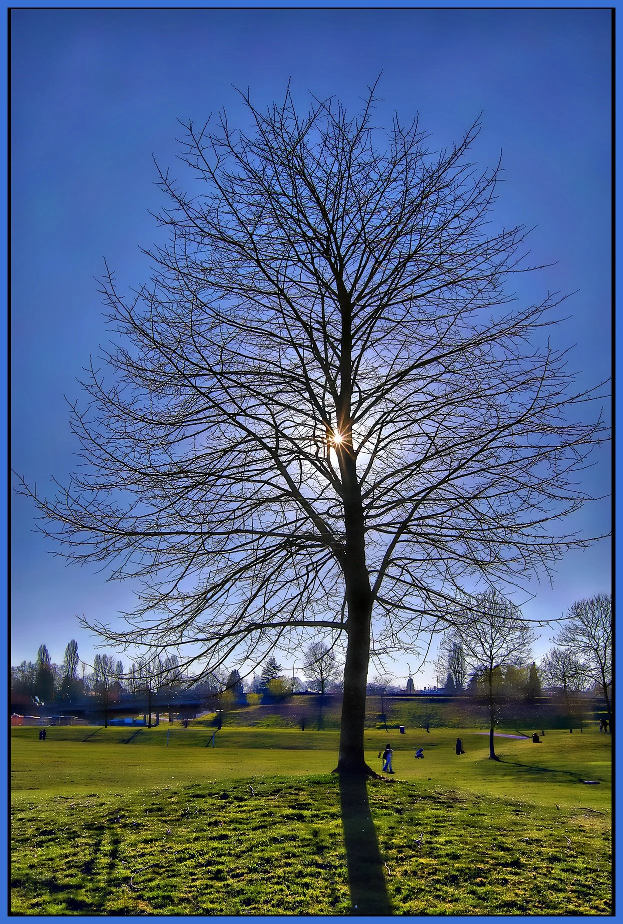 Tree in New Brighton Park_Mar 24_2024_HDR_4H5552_peHdr2013_1_4x6s.jpg