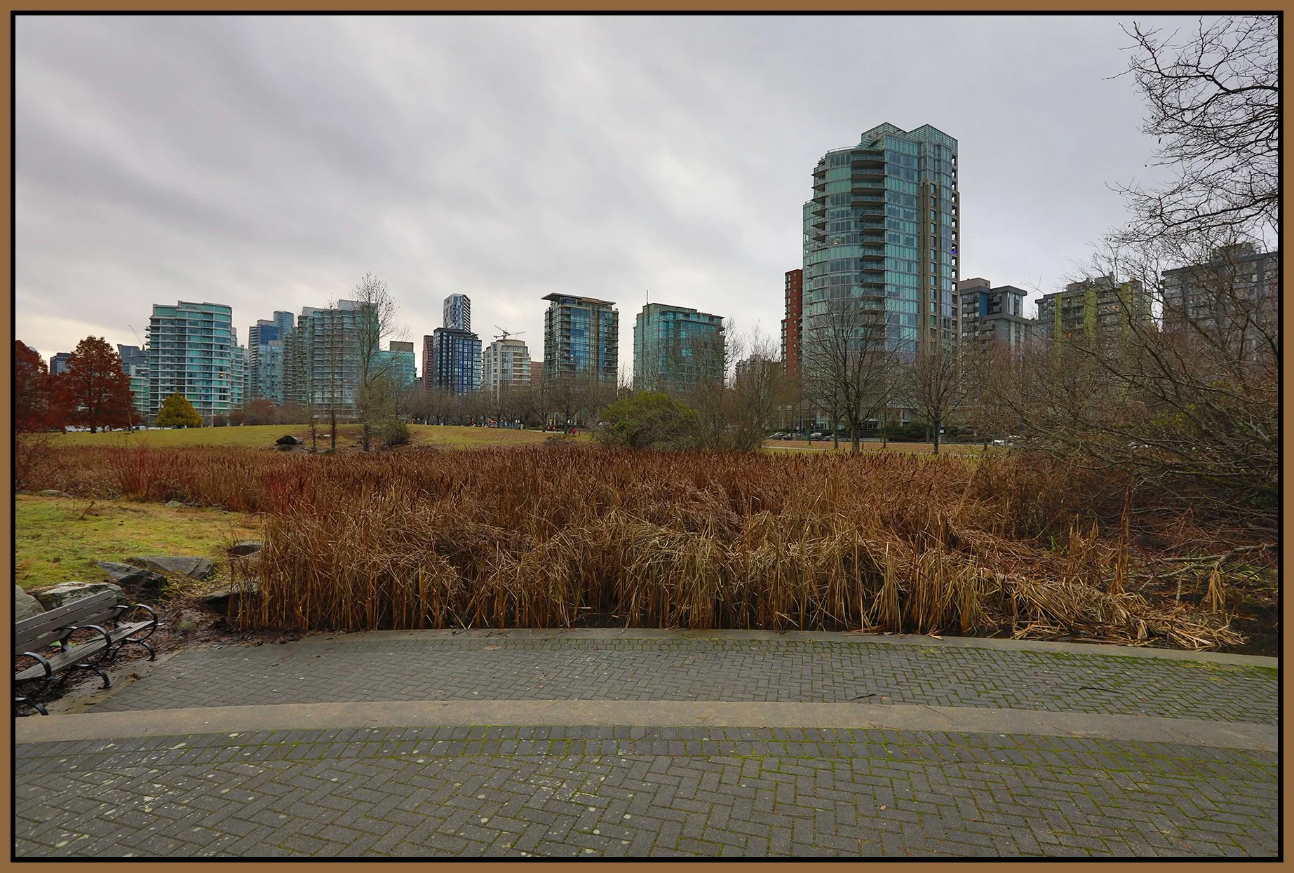 Devonian Park Bullrushes_Dec 31_2022_HDR_5D1915_4x6s.jpg