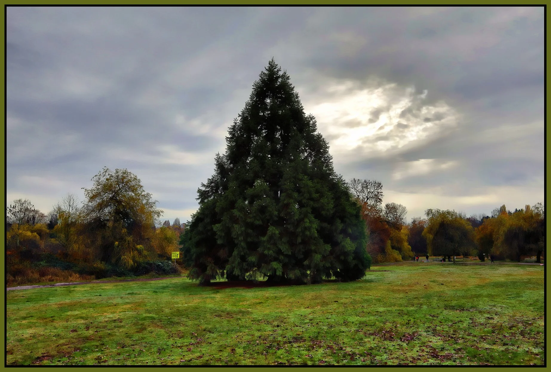 Trout Lake Trees_Nov 12_2025_HDR_4K5167_peShdngCntrst_4x6s.jpg