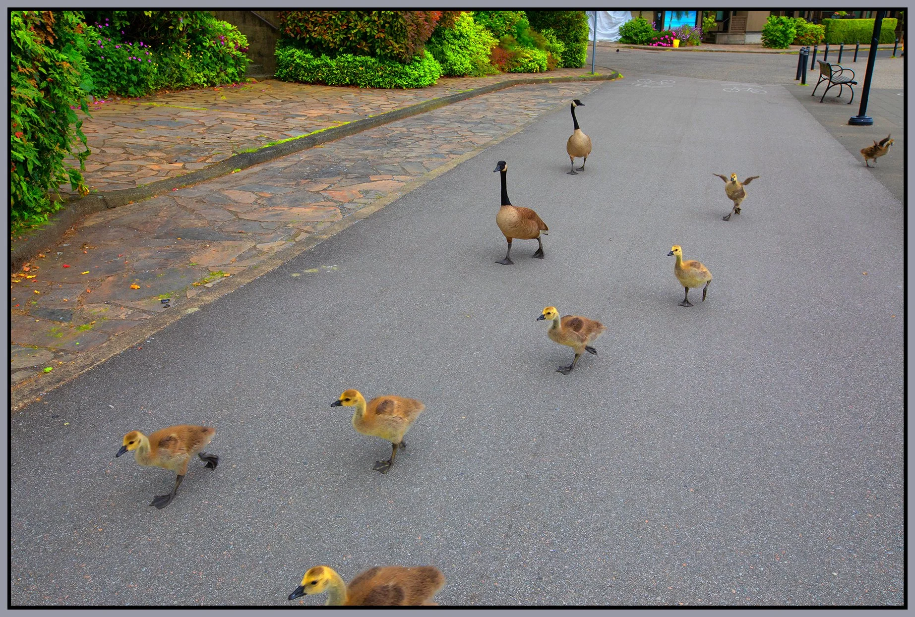 600 Millbank False Ck Geese_Jun 4_2025_CR2_5F3760_peVibrntClrs_4x6s.jpg