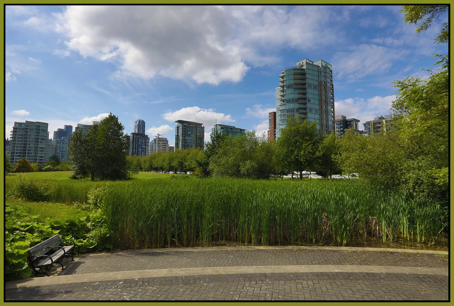 Devonian Pk Bullrushes_Jun 15_2022_HDR_5B7357_4x6s.jpg