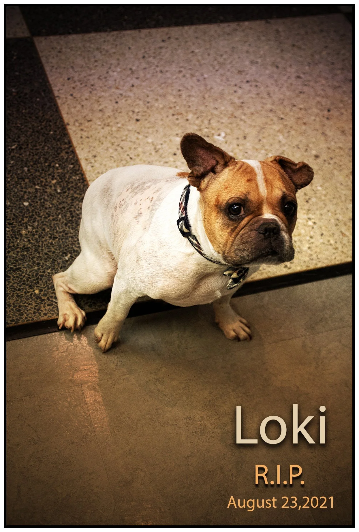 Loki RIP_Mar 27_2021_CR2_5A6182_peIntnSunst_4x6ss.jpg