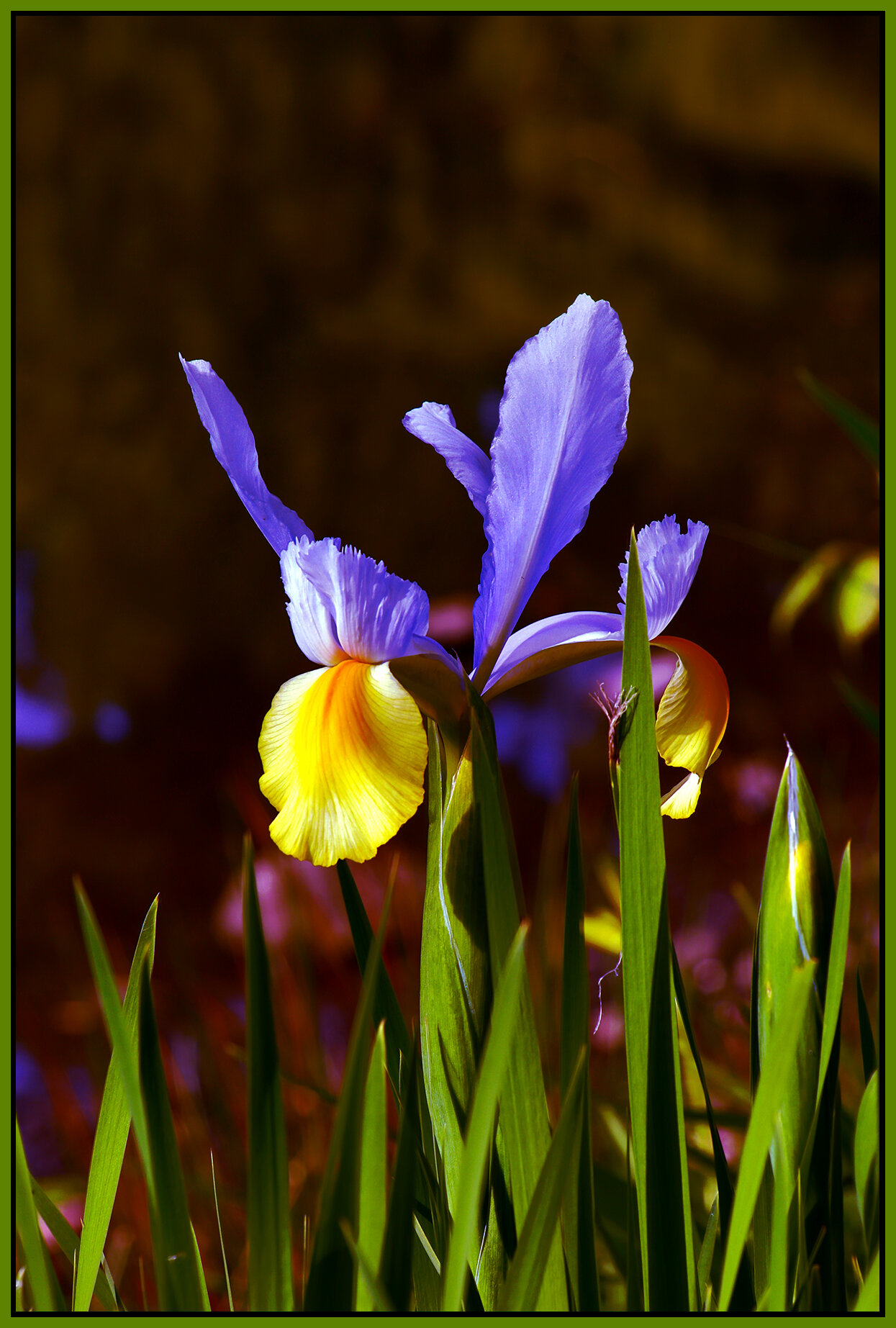 Flowers Lillies_May 9_2021_HDR_4G8560_peDrkn&Imp_ClrFltr005_4x6s.jpg