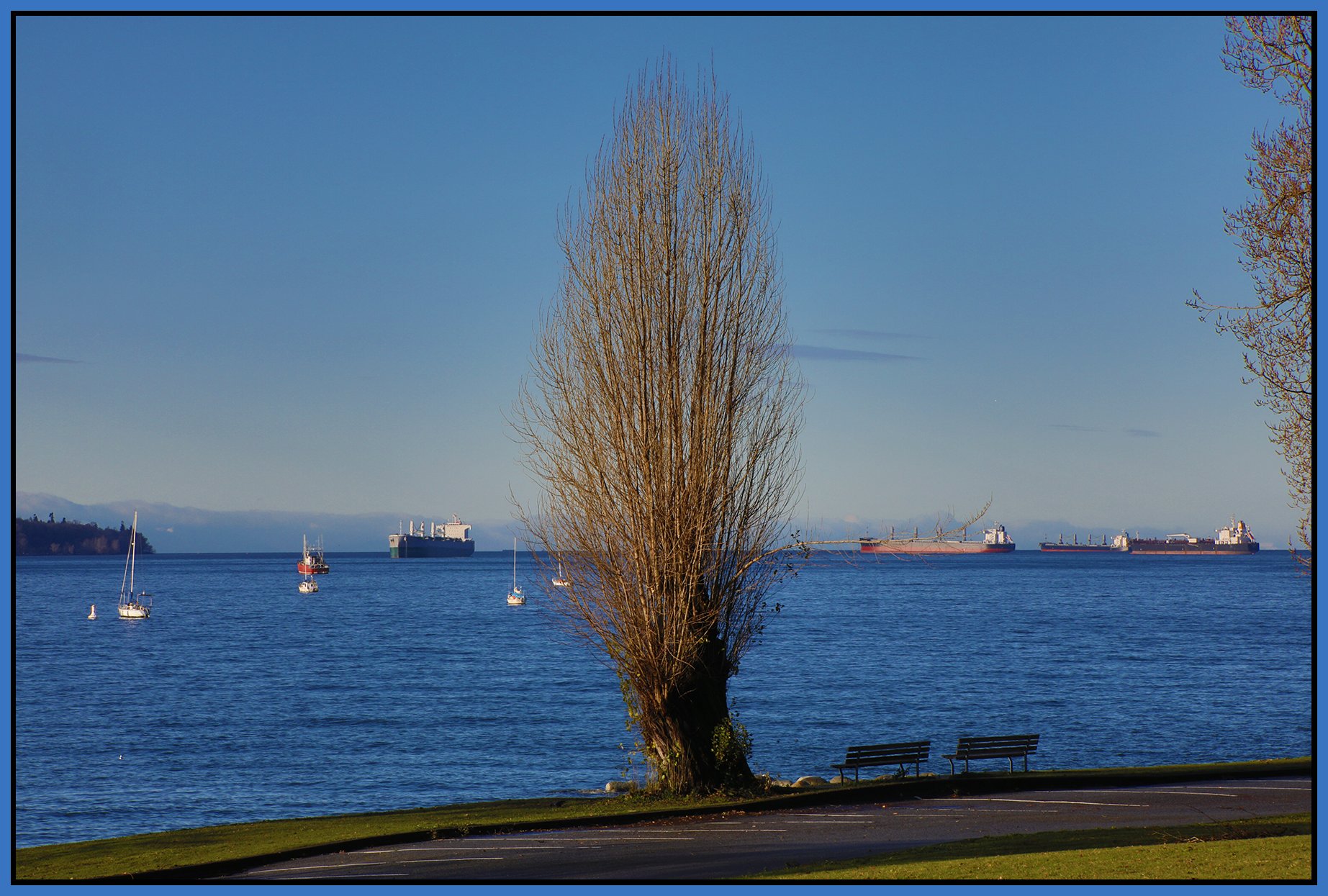 English Bay Trees _Dec 18_2024_HDR_5E6957_4x6s.jpg