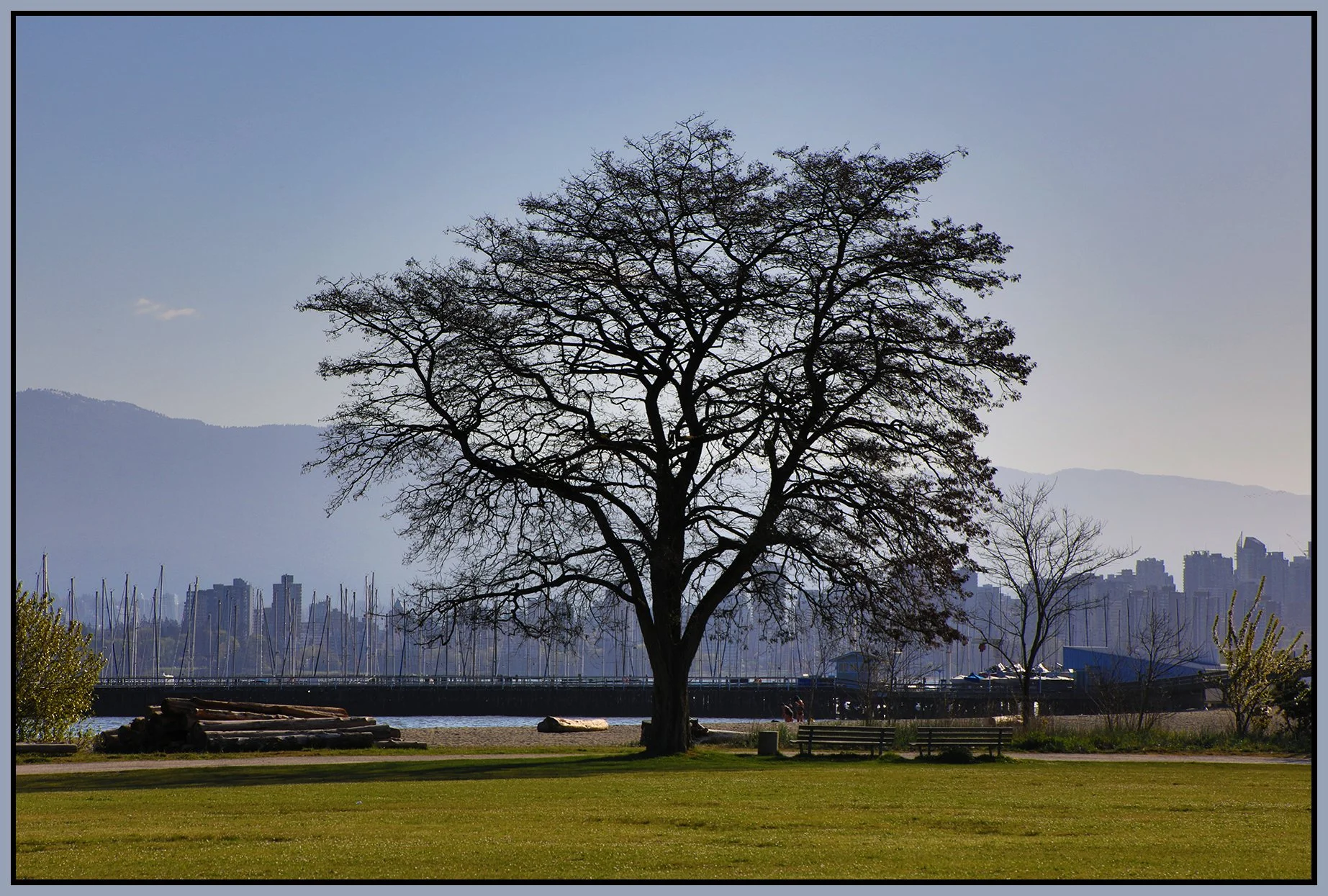 Jericho Beach Tree_Apr 22_2021_HDR_4G7728_4x6s.jpg