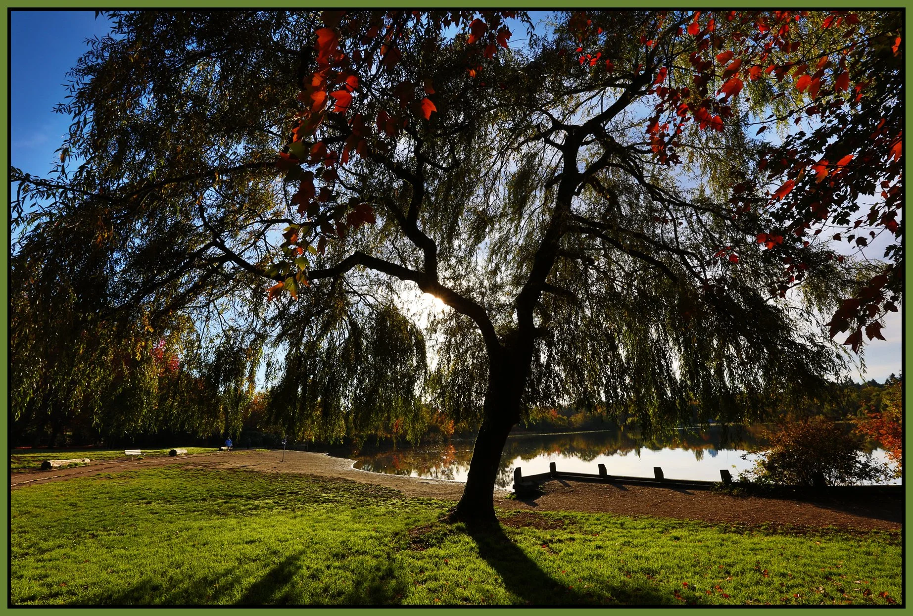 Trout Lake Trees_Oct 27_2015_HDR_H8969_4x6s.jpg