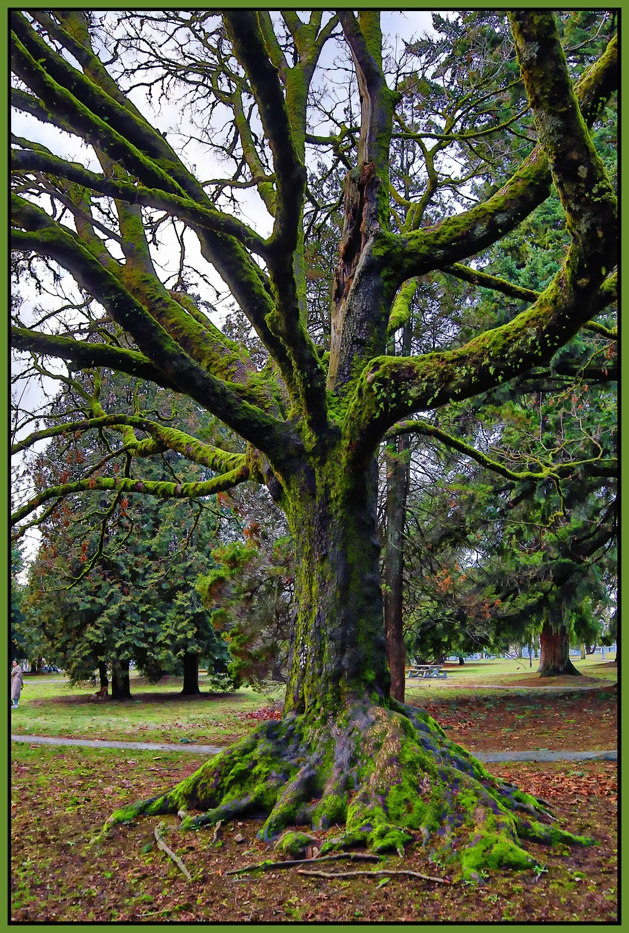 Moody Park Trees_Jan 19_2023_HDR_4H5344_peShdngCntrst_4x6s.jpg