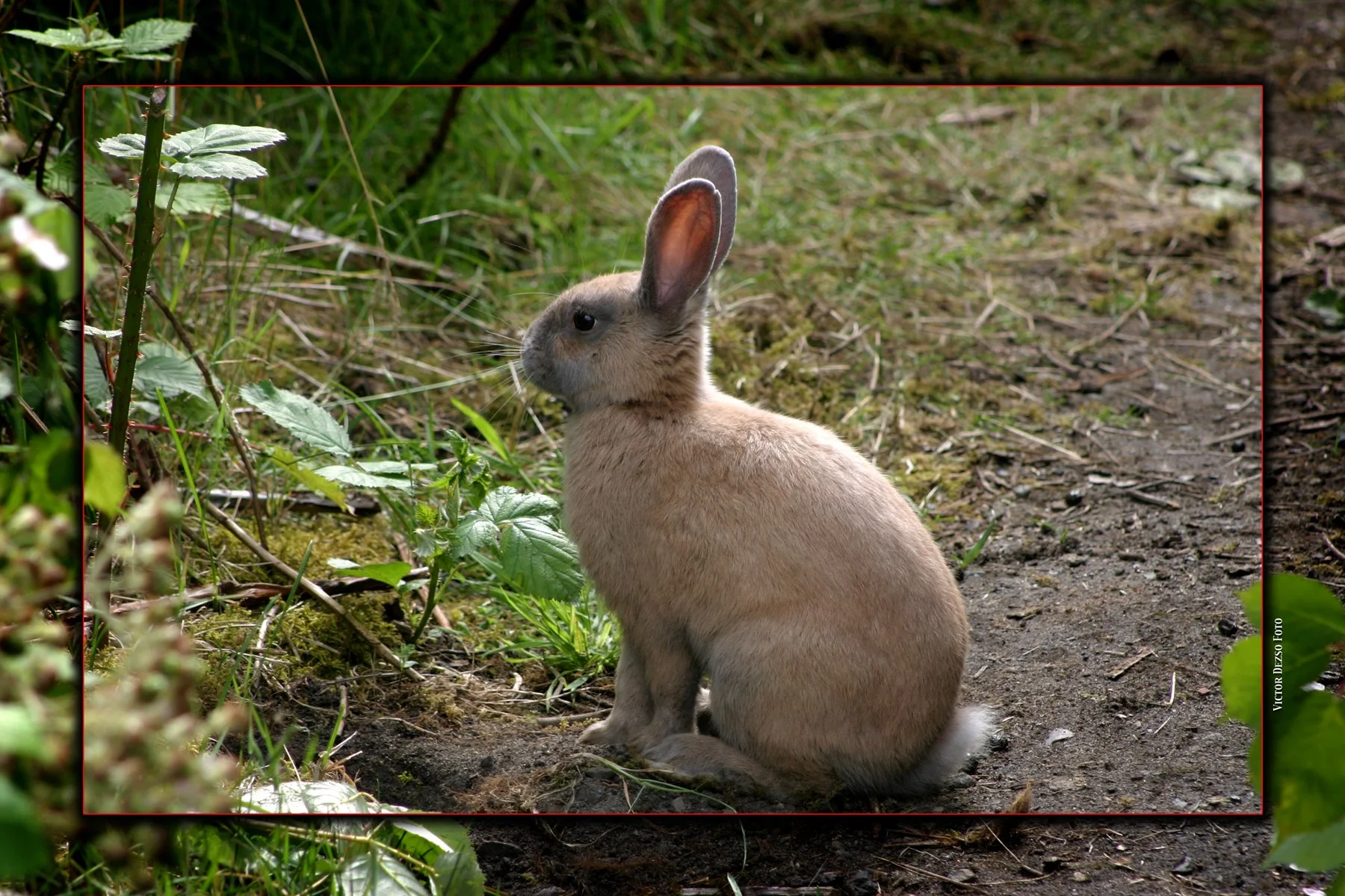 Bunny Rabbit_3791_4x6.jpg