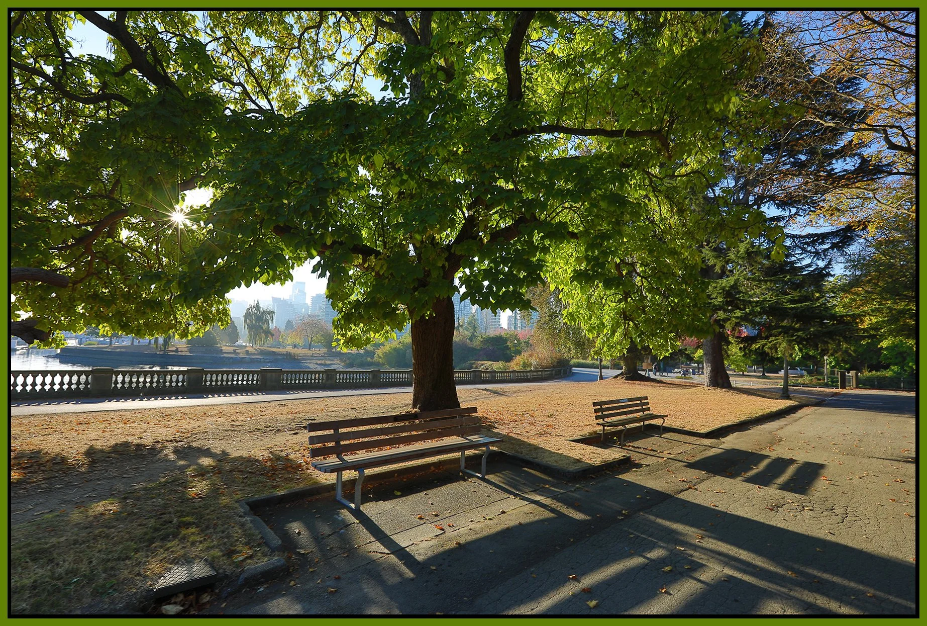 Stanley Pk Trees_Oct 15_2022_HDR_5C3100_4x6s.jpg