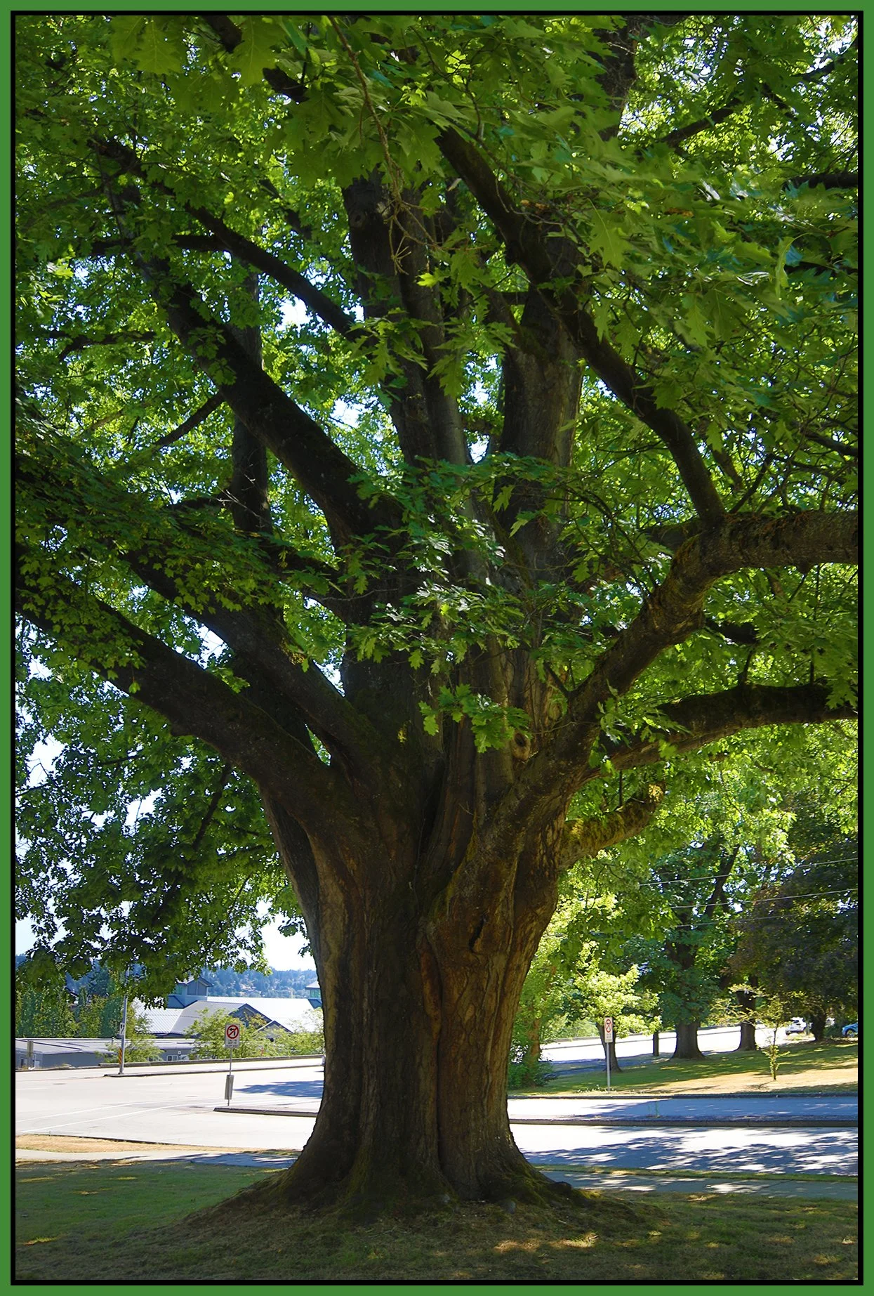New West Oak Tree_Jul 13_2023_HDR_4H8049_4x6s.jpg