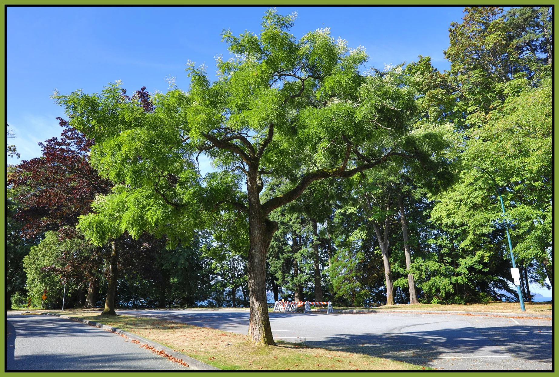 Stanley Park Tree_Aug 10_2026_HDR_4L9958_4x6s.jpg