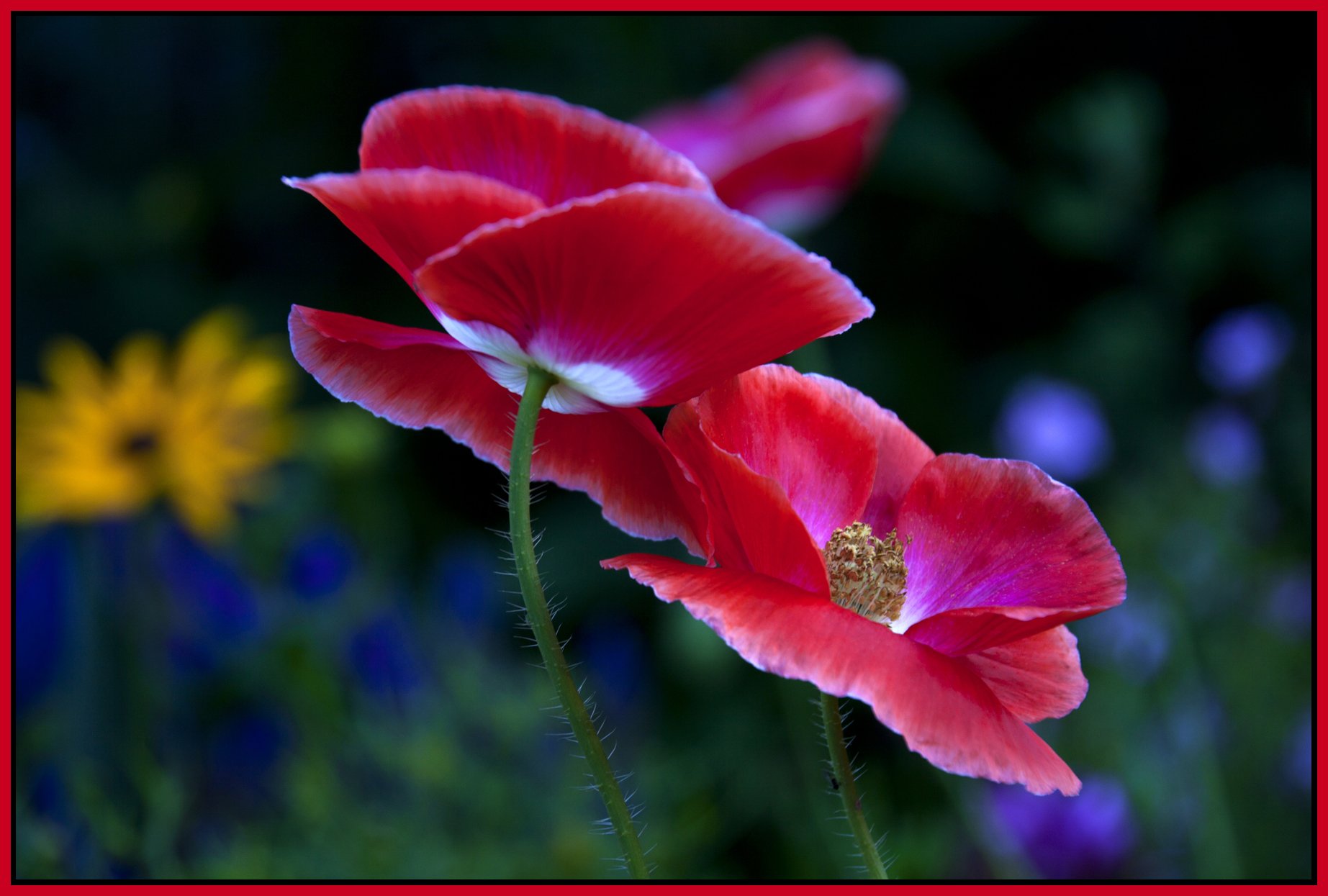 Flowers-Poppy_Jul 23_2011_2776_4x6s.jpg