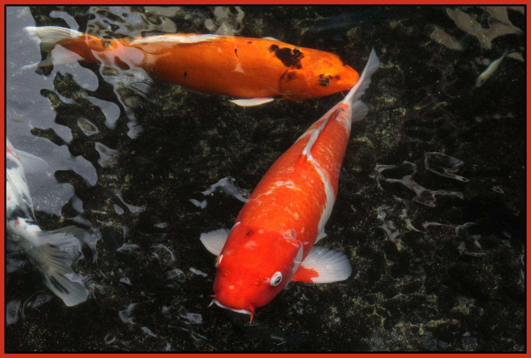 Hawaii_Nov 22_2012_3889_4x6s.jpg