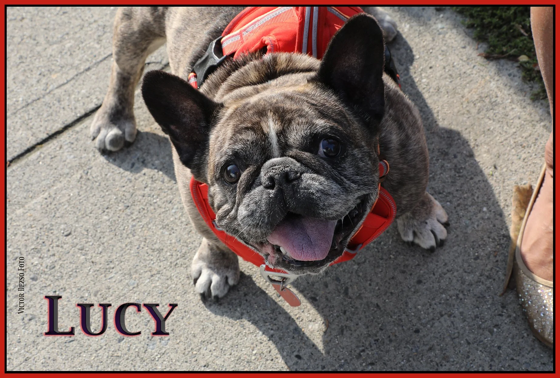 Lucy_Sep 28_2023_CR2_4H8610_1_4x6s.jpg