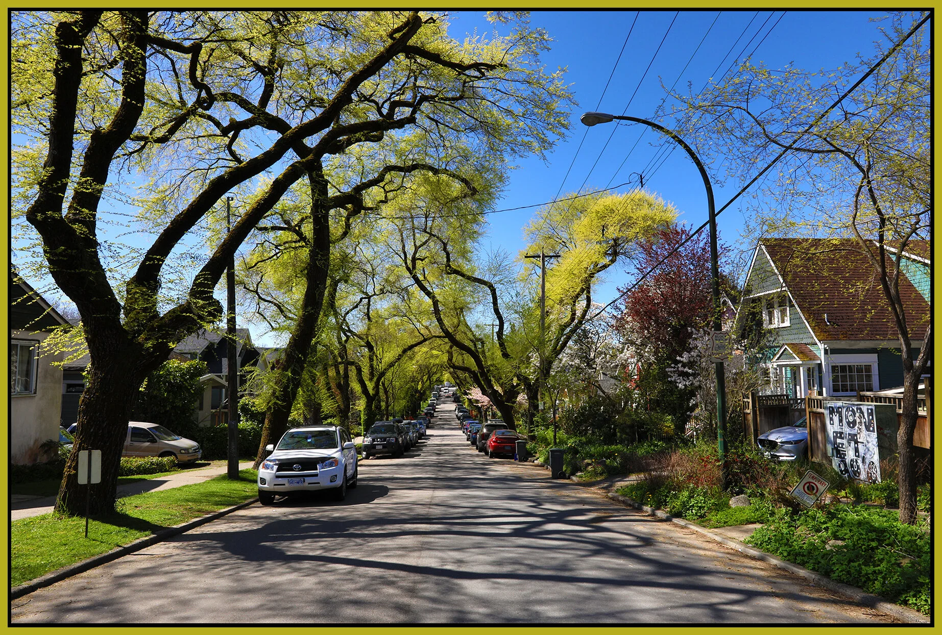 E 6th Ave Trees _Apr 16_2021_HDR_5A9170_4x6s.jpg