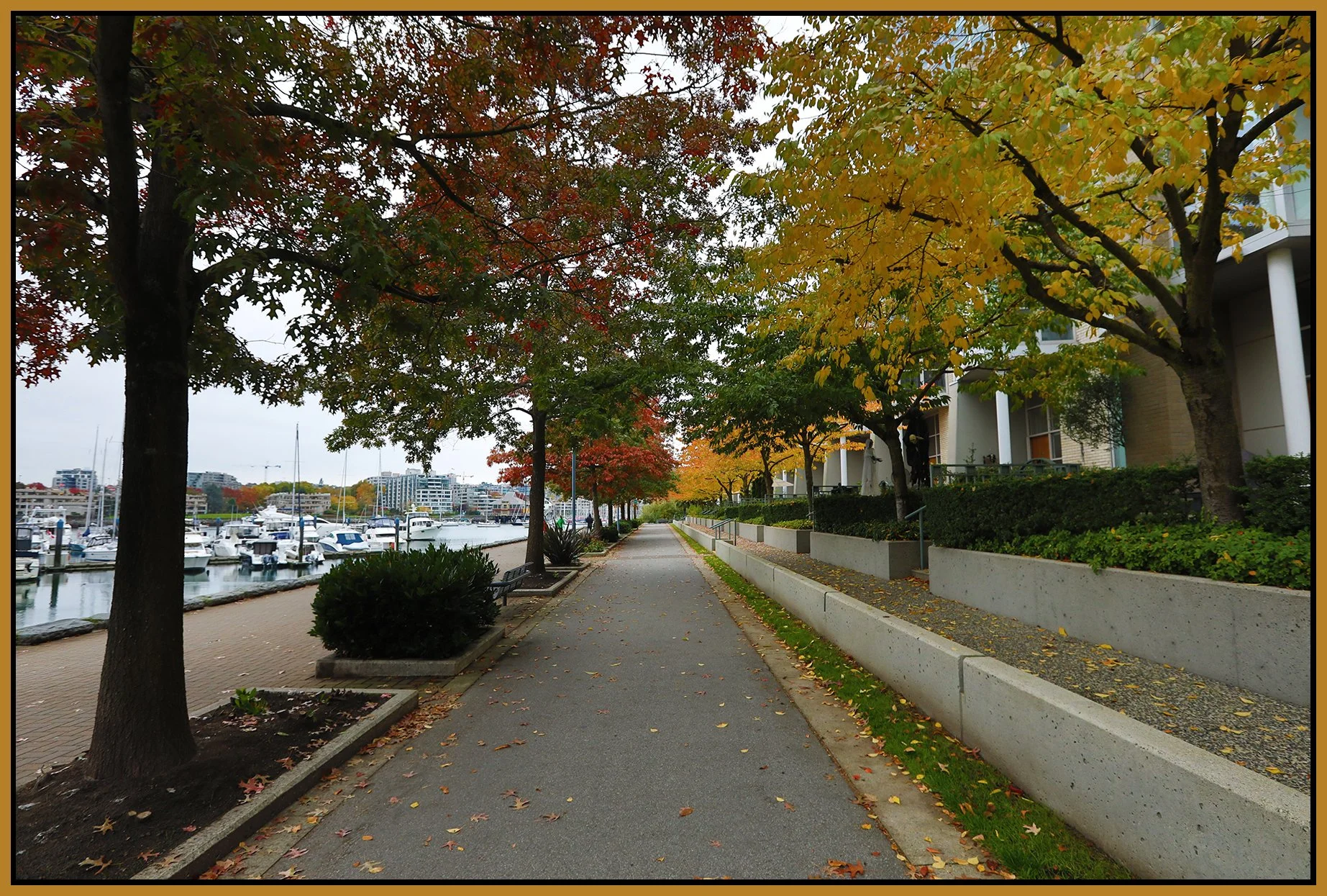 Concord Pacific Trees_Oct 28_2020_HDR_4G0264_4x6s.jpg