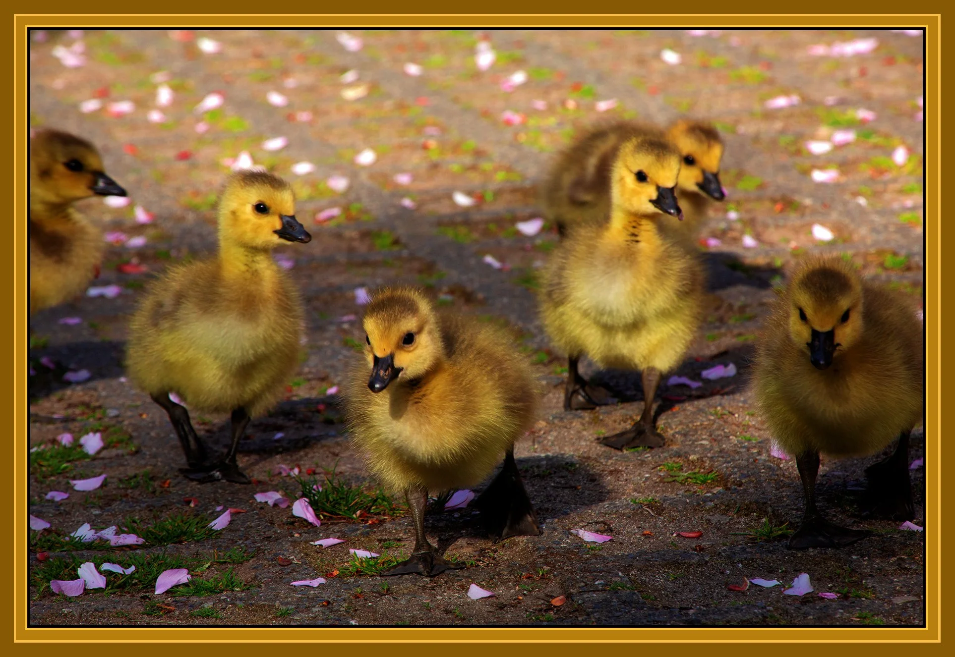 Gosslings_Apr 21_2020_HDR_3B3828_peExpMrg_4x6s.jpg