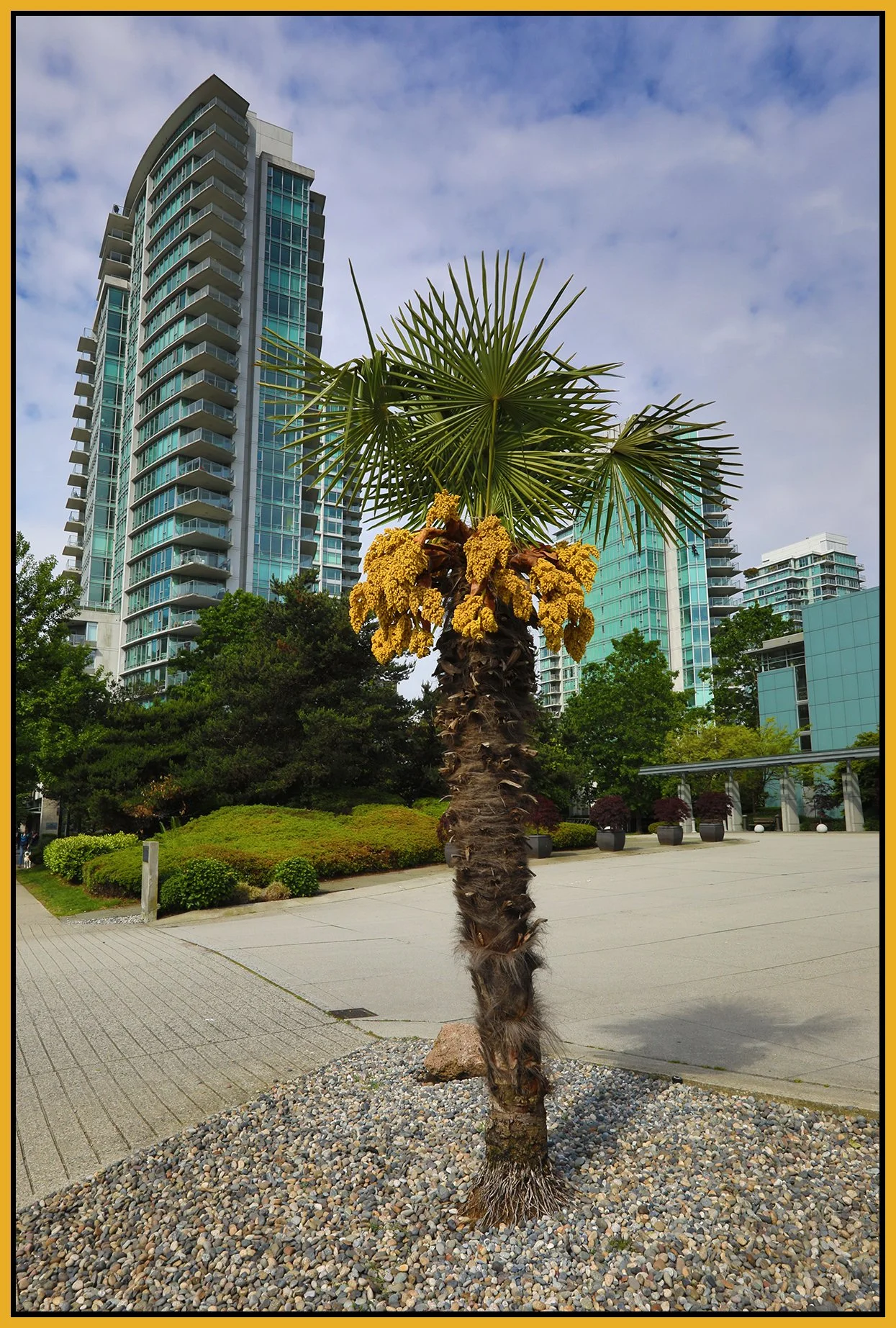 Bayshore Palm Tree_Jun 15_2022_HDR_5B7353_4x6s.jpg
