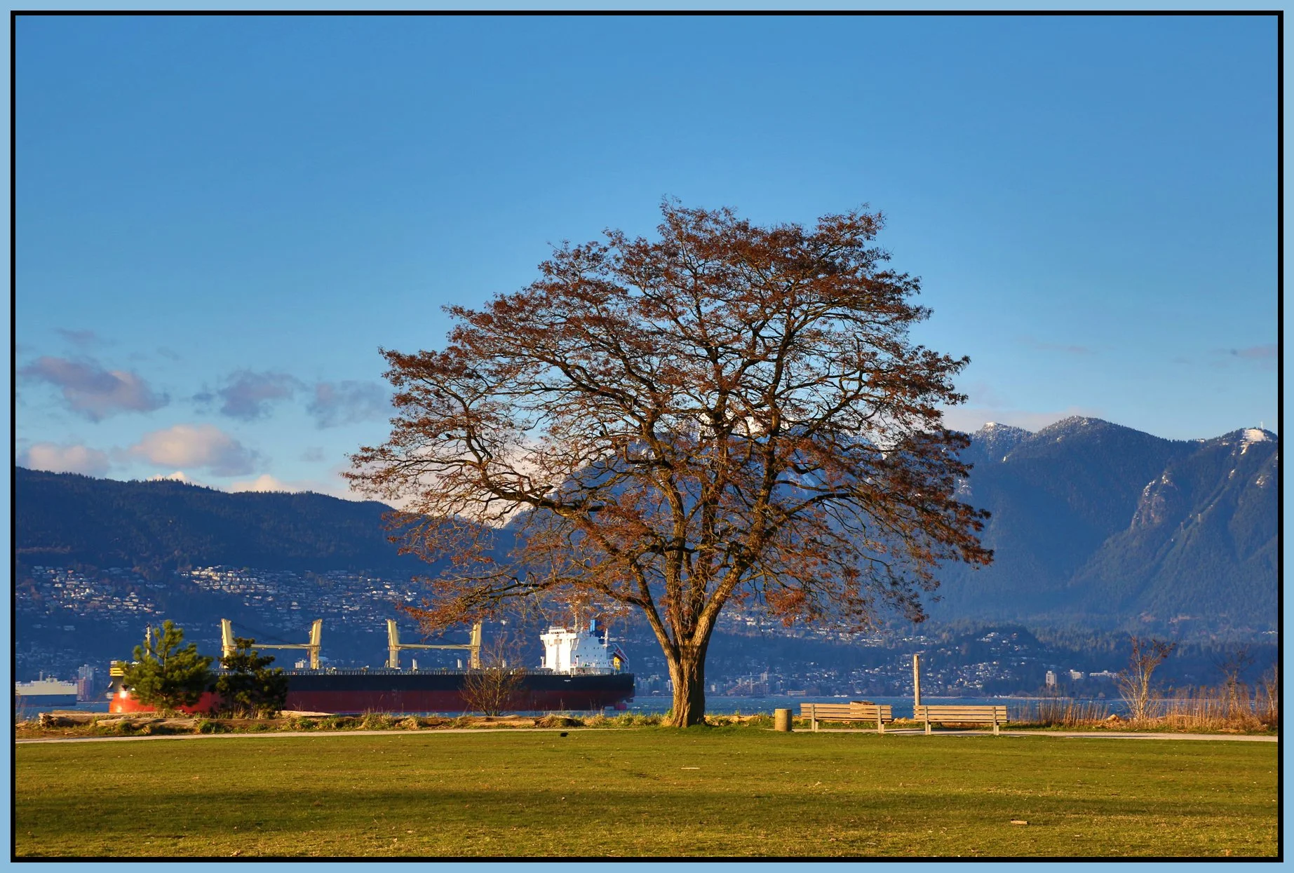 Jericho Beach Tree_Apr 3_2017_HDR_L2840_4x6s.jpg