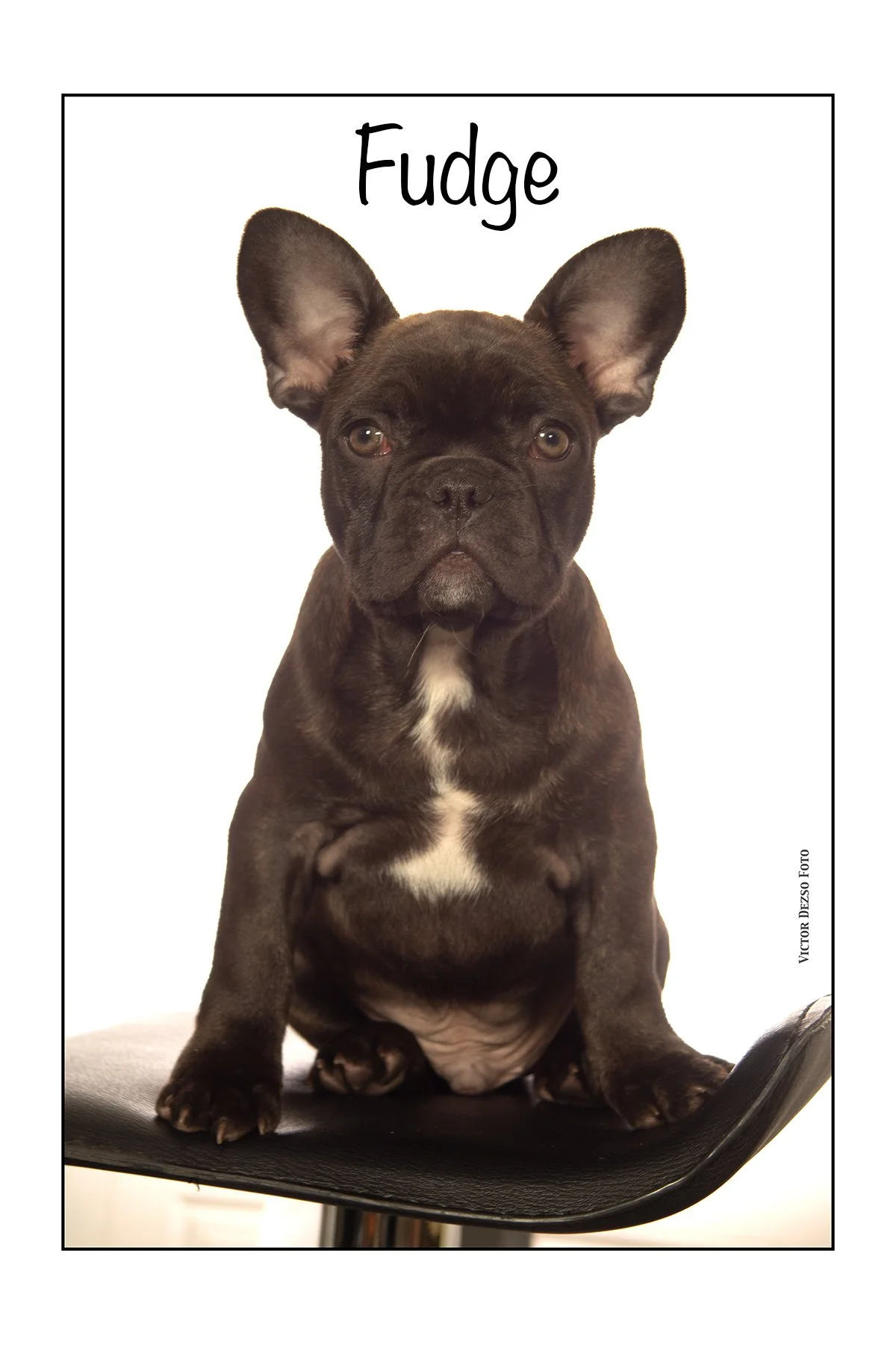 Fudge_Aug 19_2023_5C4339_2_4x6.jpg