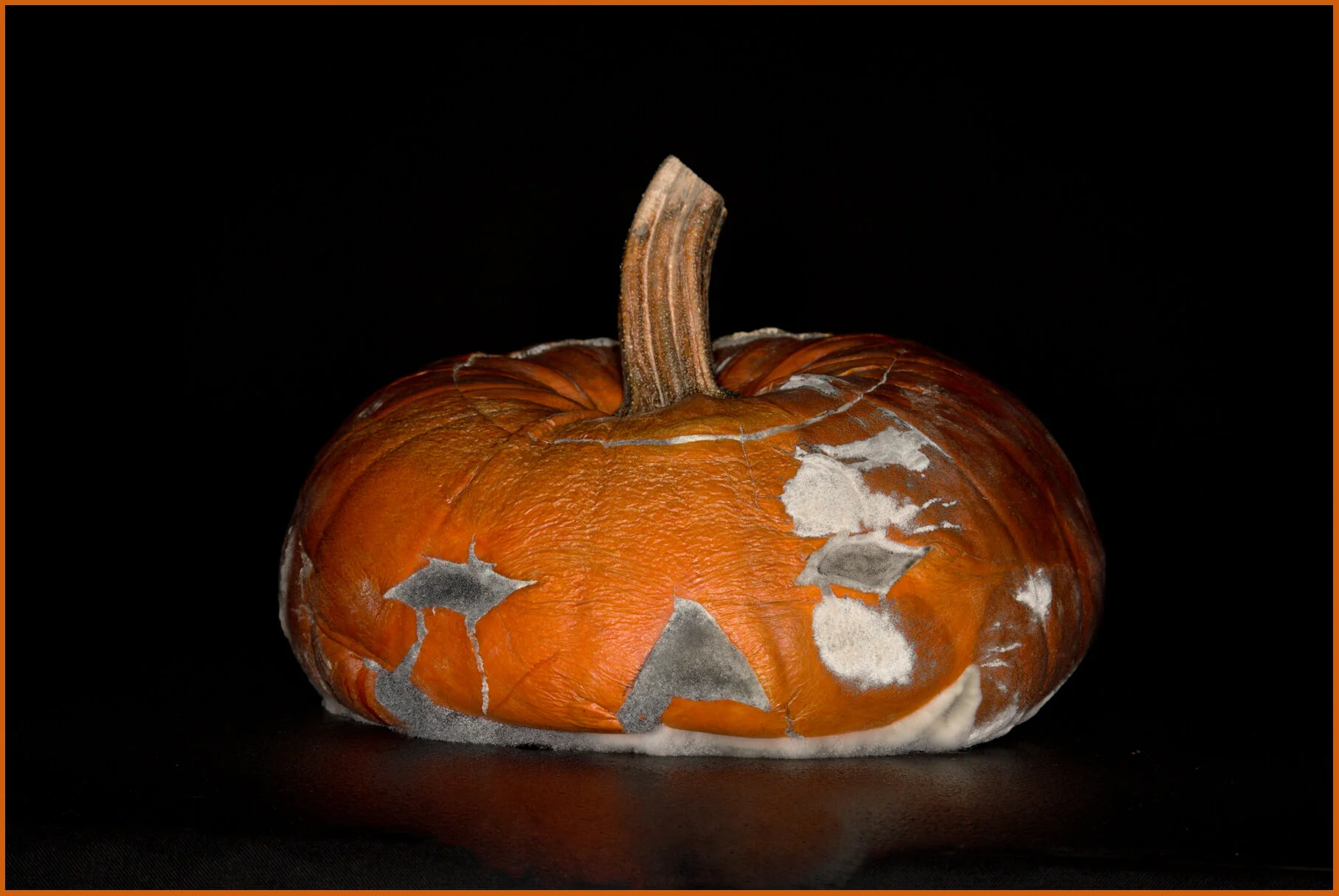 Pumpkin_Nov 14_2013_D5607_4x6s.jpg