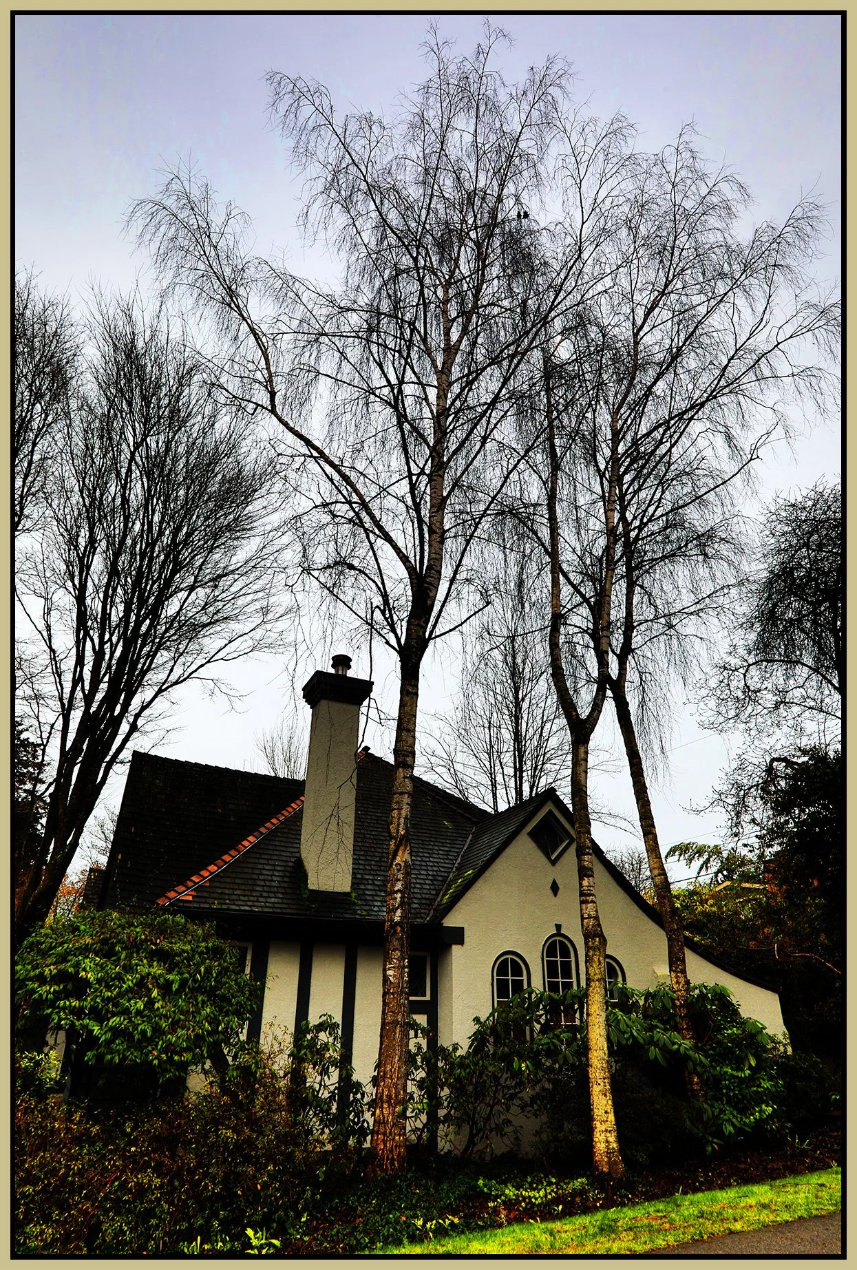 1820 Bayswater St Trees_Feb 1_2023_HDR_5D3422_peContrast_4x6s.jpg