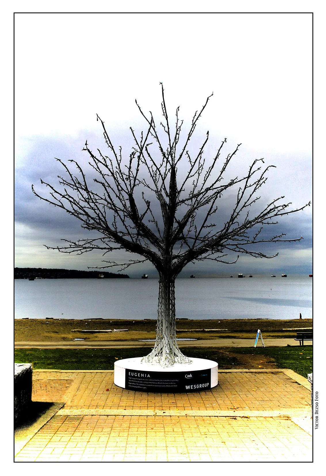 English Bay Tree_Nov 12_2020_HDR_3B5373_peWvf001_4x6s.jpg