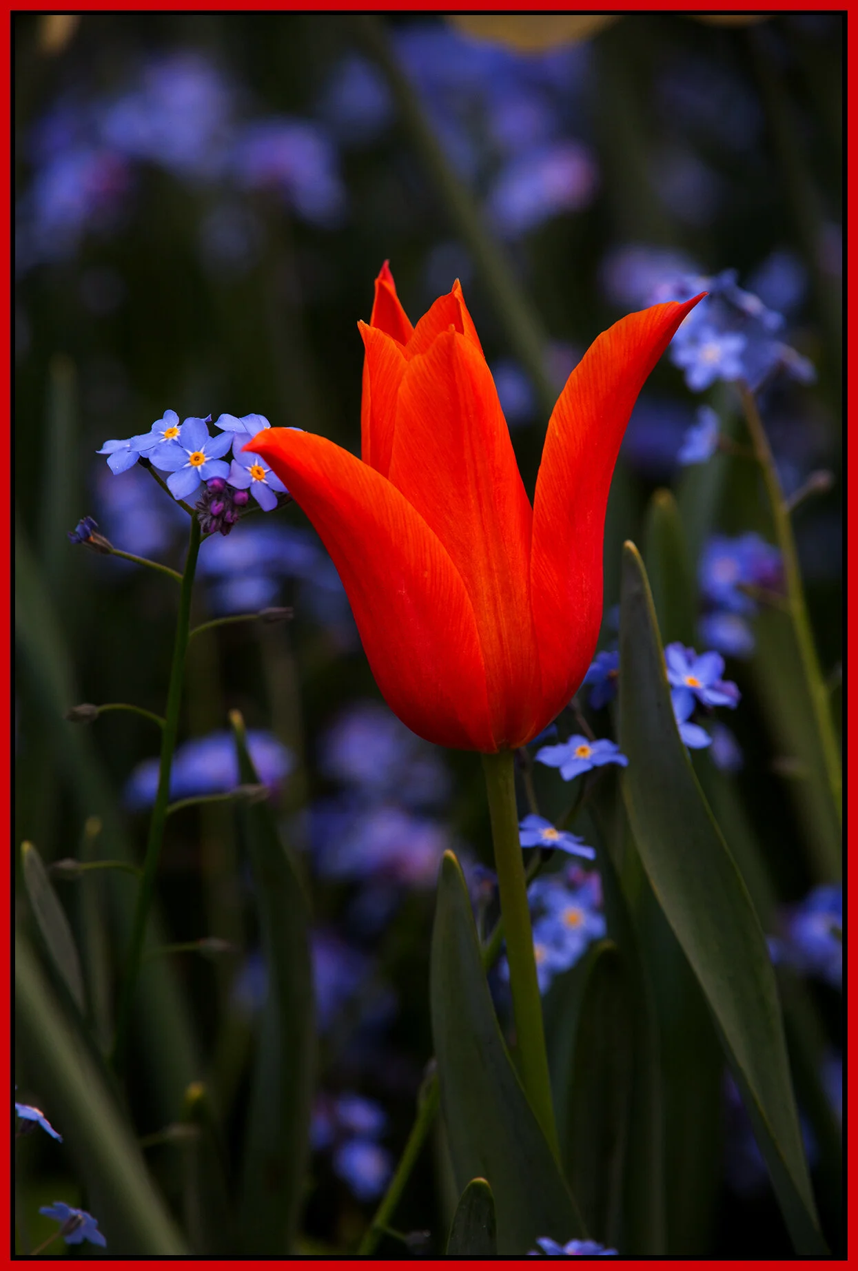 Flowers Tulip_May 1_2020_HDR_3B4709_4x6s.jpg