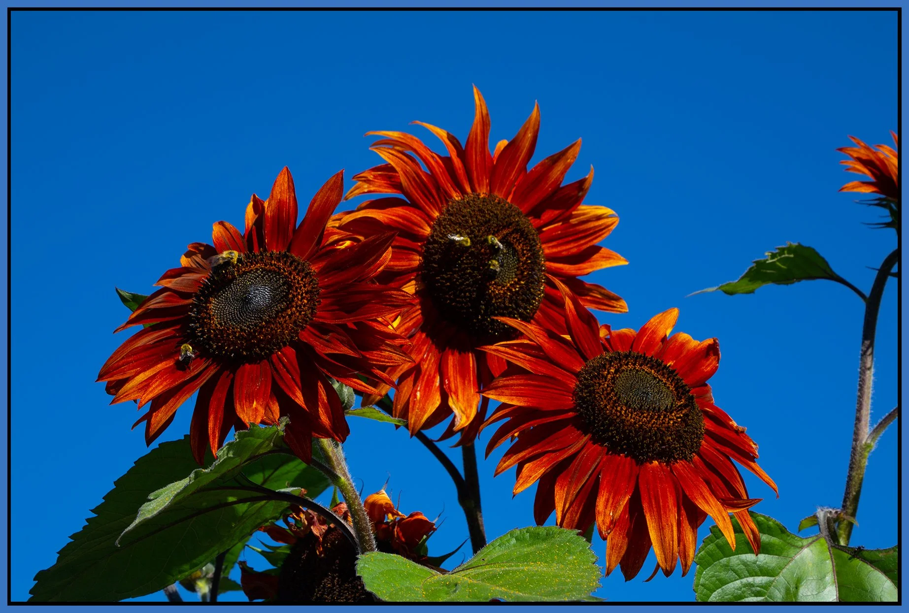 Flowers_Sunflowers_Aug 30_2024_CR2_4J3044_4x6s.jpg