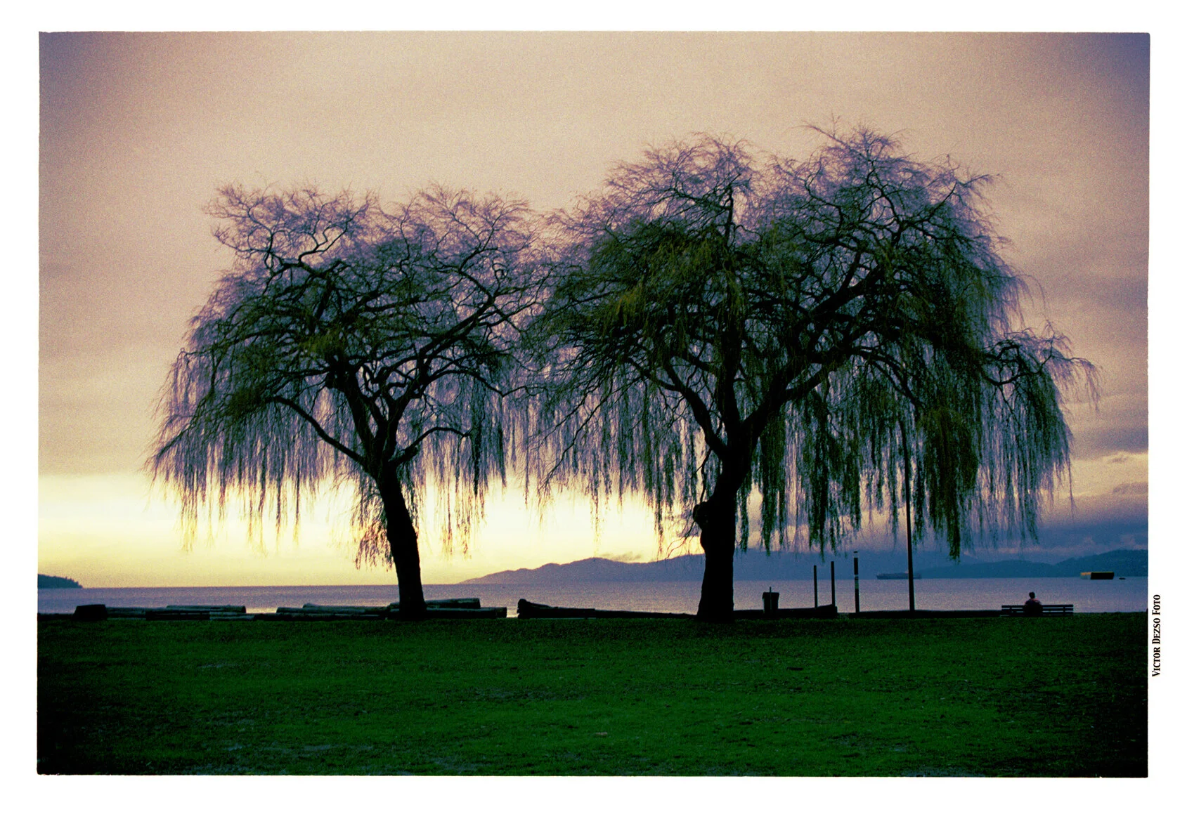 Kits Beach Trees_Dec 12_2002_23_2_4x6s.jpg