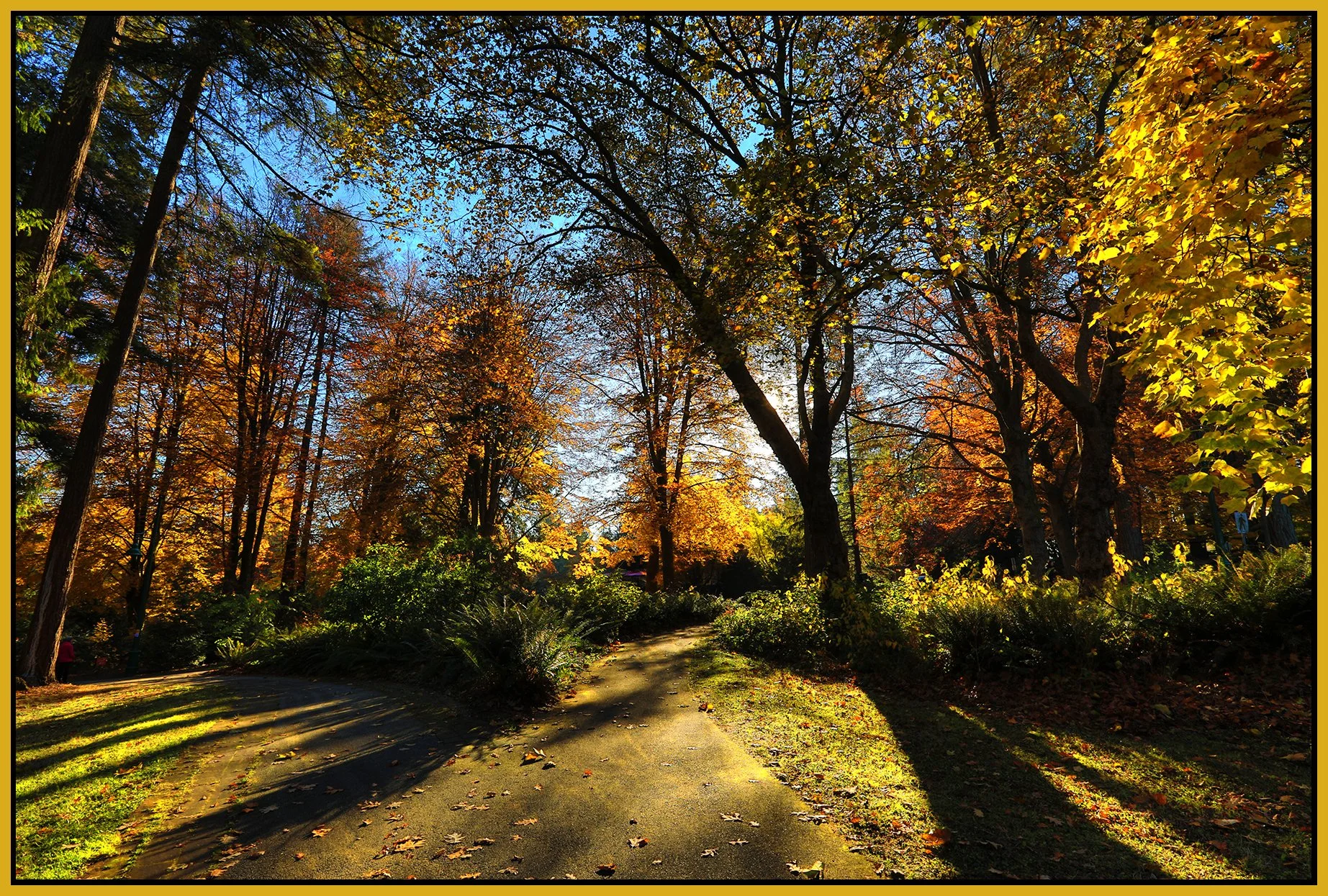 Stanley Pk Trees_Nov 18_2022_HDR_5C6970_peUrV_4x6s.jpg