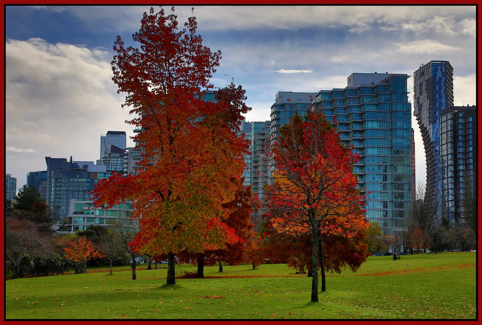 Devonian Park Fall Tree Leaves_Nov 12_2023_HDR_4H9057_4x6s.jpg
