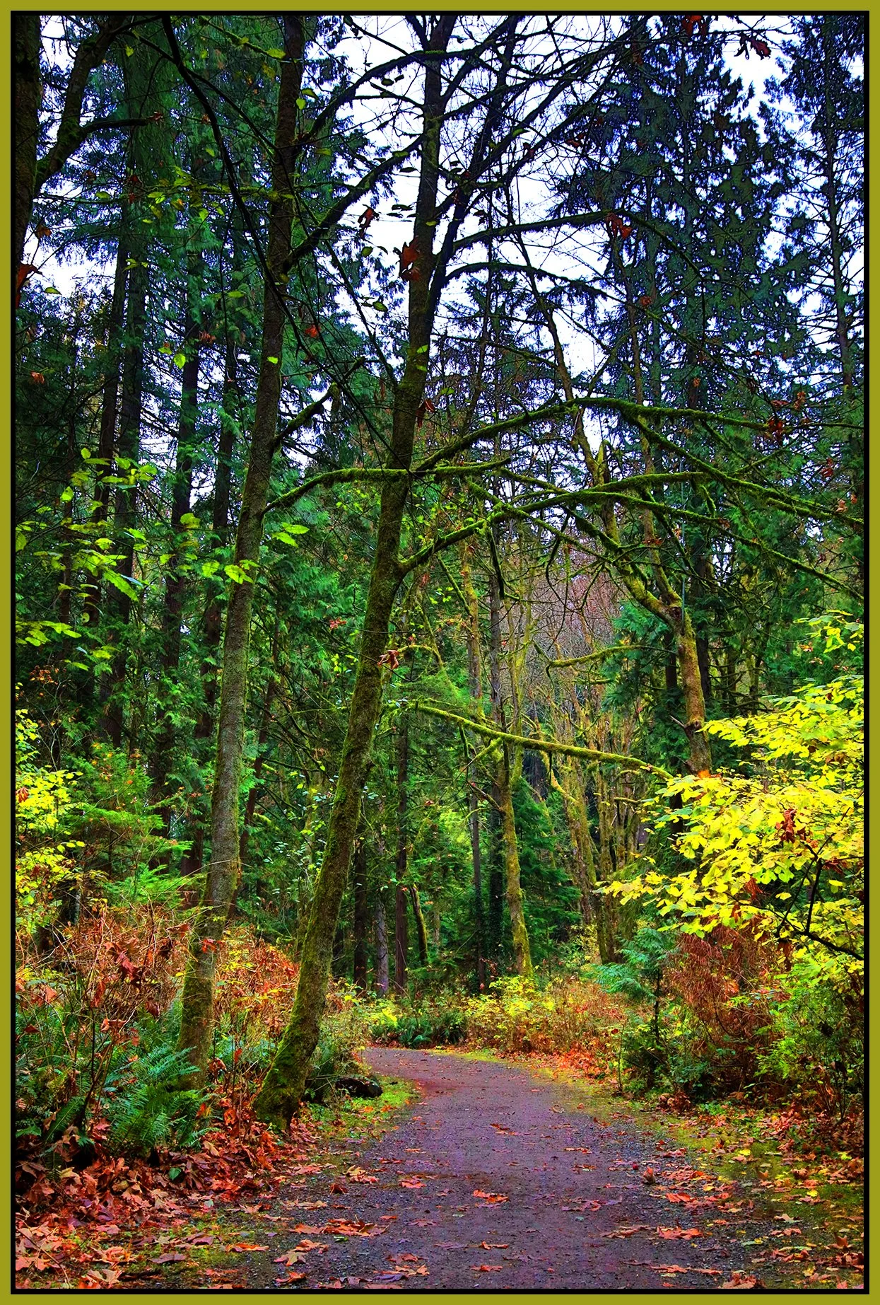 Poco Trees_Nov 20_2022_HDR_4H4794_peUnderWaterRefr_4x6s.jpg
