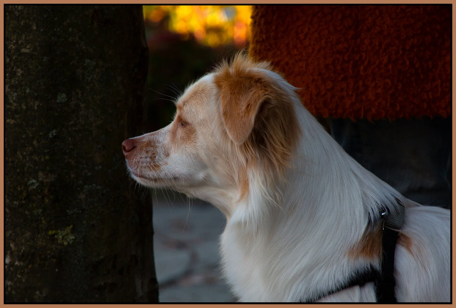 Luka in New West_Nov 1_2020_CR2_3B5002_4x6s.jpg