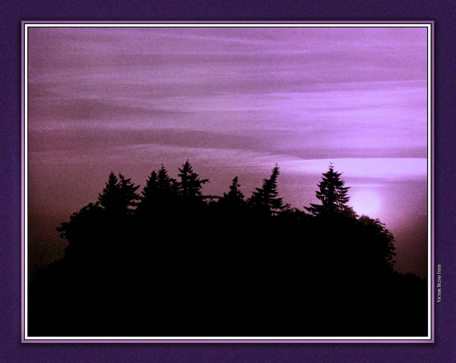 Trees from SFU_1970's_9656_1.1_4x6ss.jpg