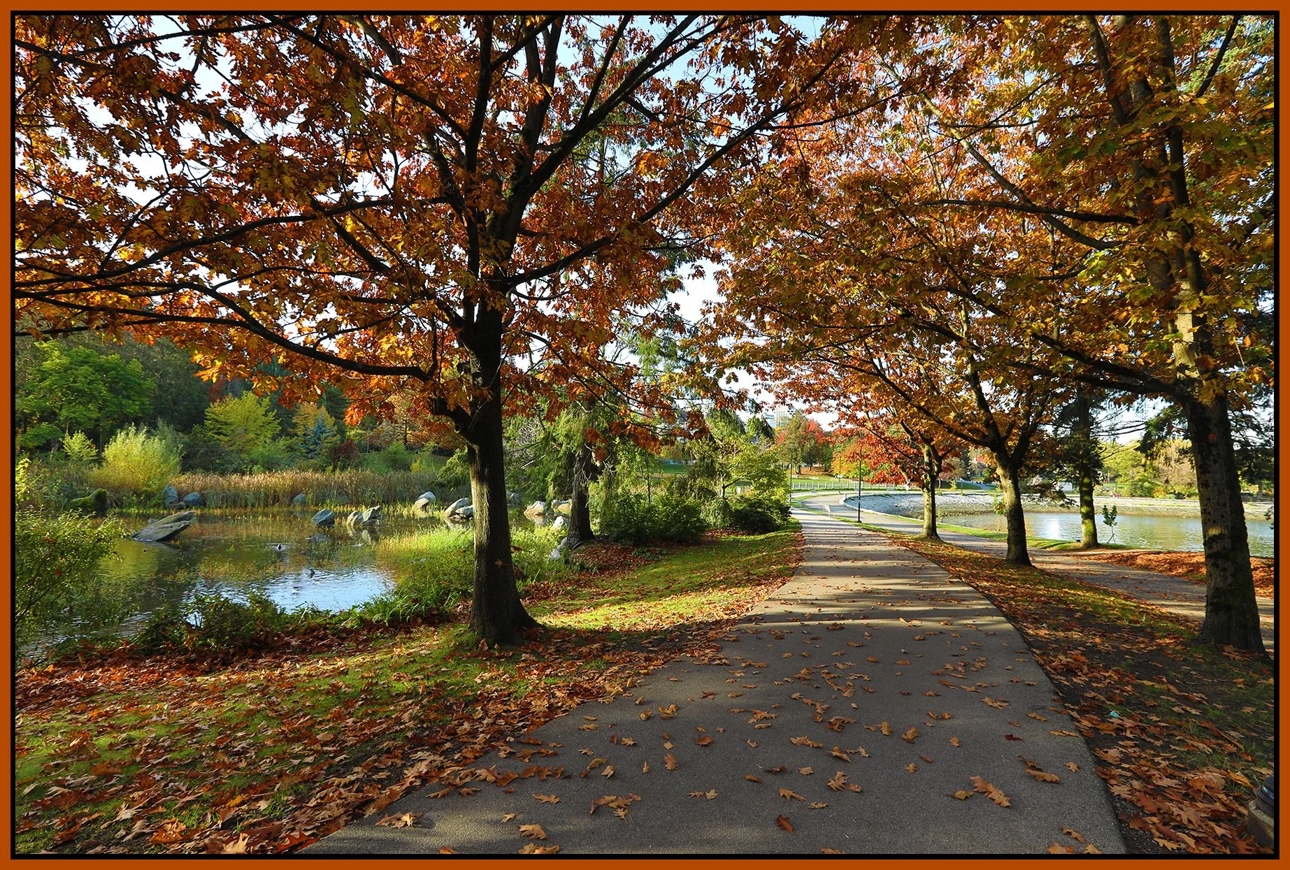 Charleson Park Pond Trees_Oct 24_2024_HDR_5E3423_4x6s.jpg