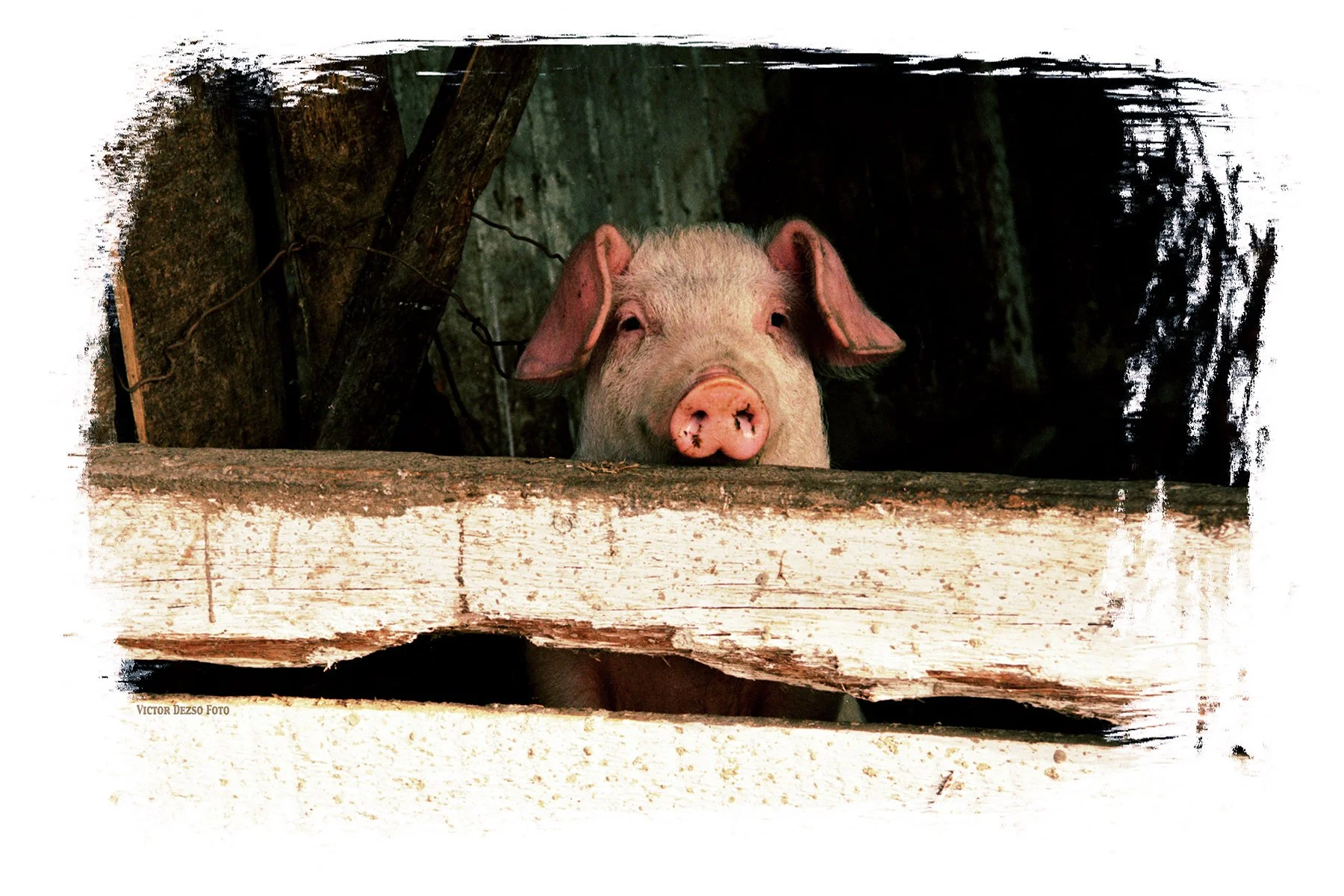 Hungarian Pig_Inside EdgeAF179_4x6s.jpg