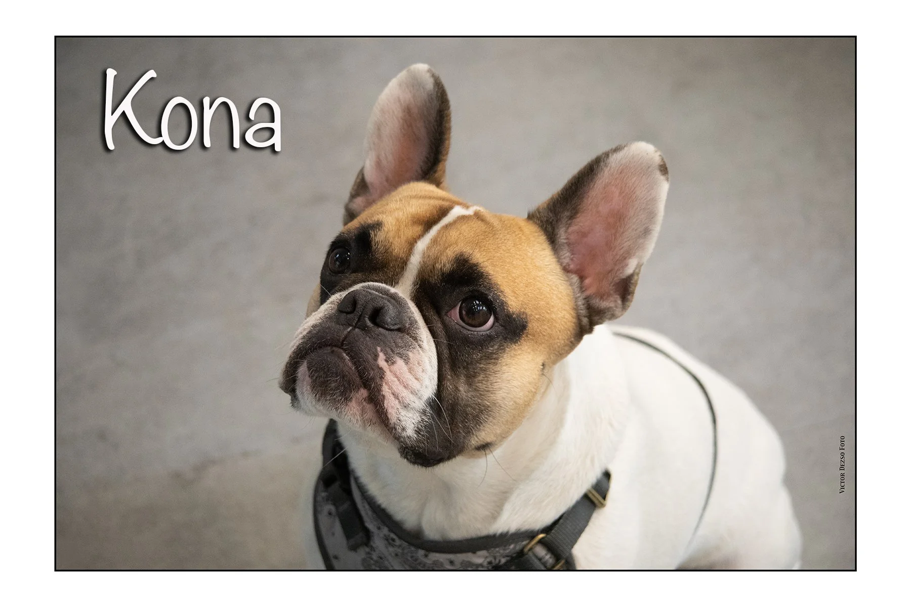 Nova_Aug 19_2023_5C4343_2_4x6.jpg