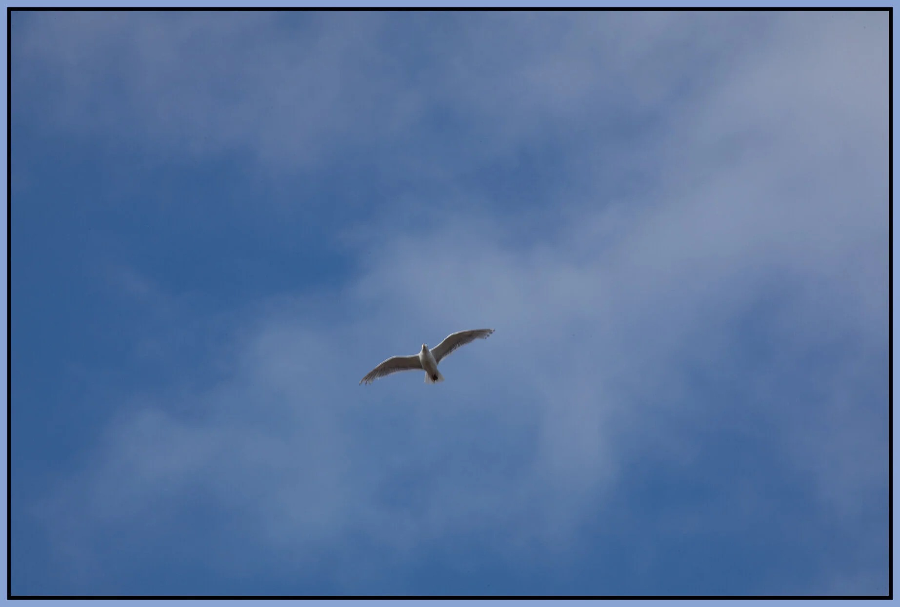 Seagull_Jul 15_2021_CR2_4G0456_4x6s.jpg