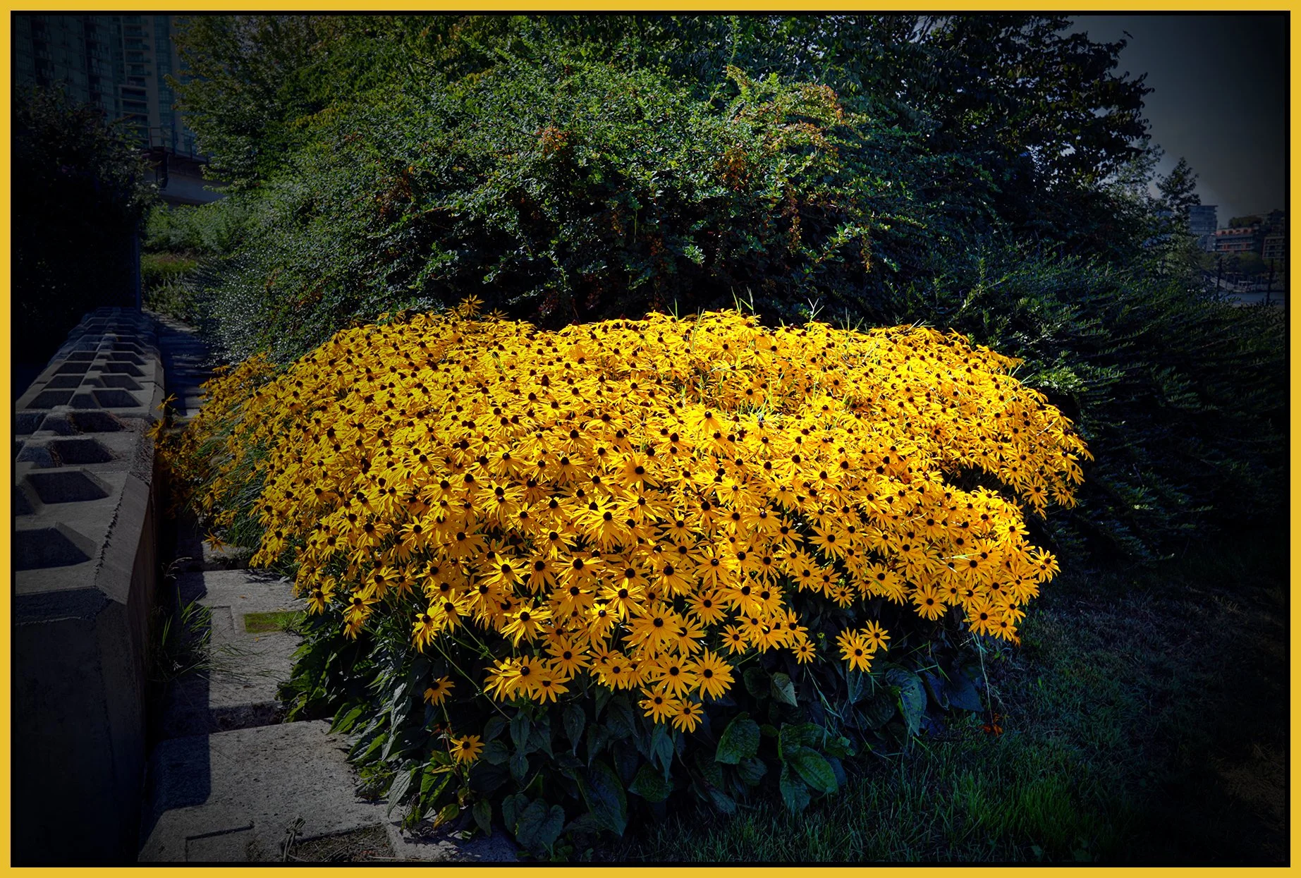 Flowers Rubicana_Aug 21_2026_HDR_4L1112_pePopDrkn_4x6s.jpg