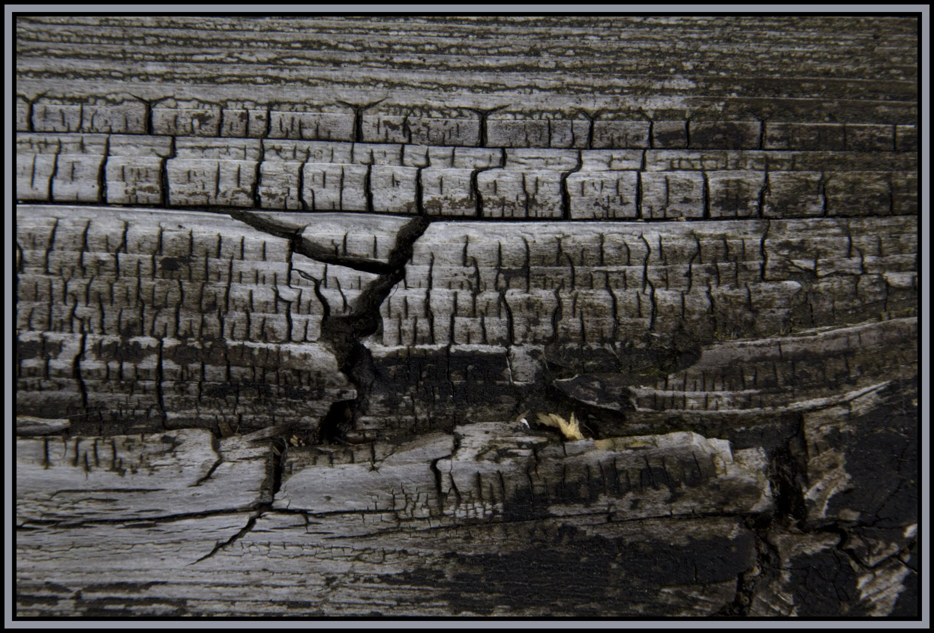 Wood Grain_Jun 11_2012_4441_4x6s.jpg