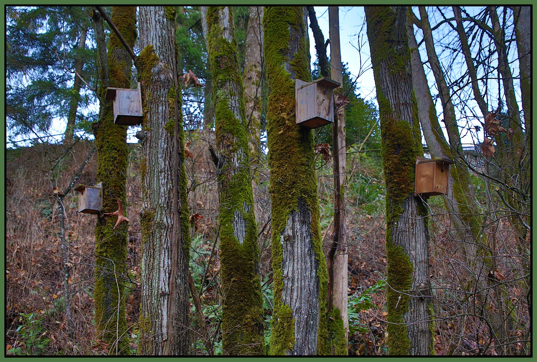 New Westminster Ravine Trees_Dec 2_2020_HDR_3B6193_4x6s.jpg