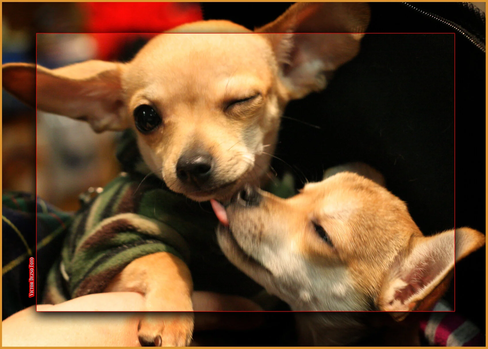 Kia & Peanut_7379_1_4x6s.jpg