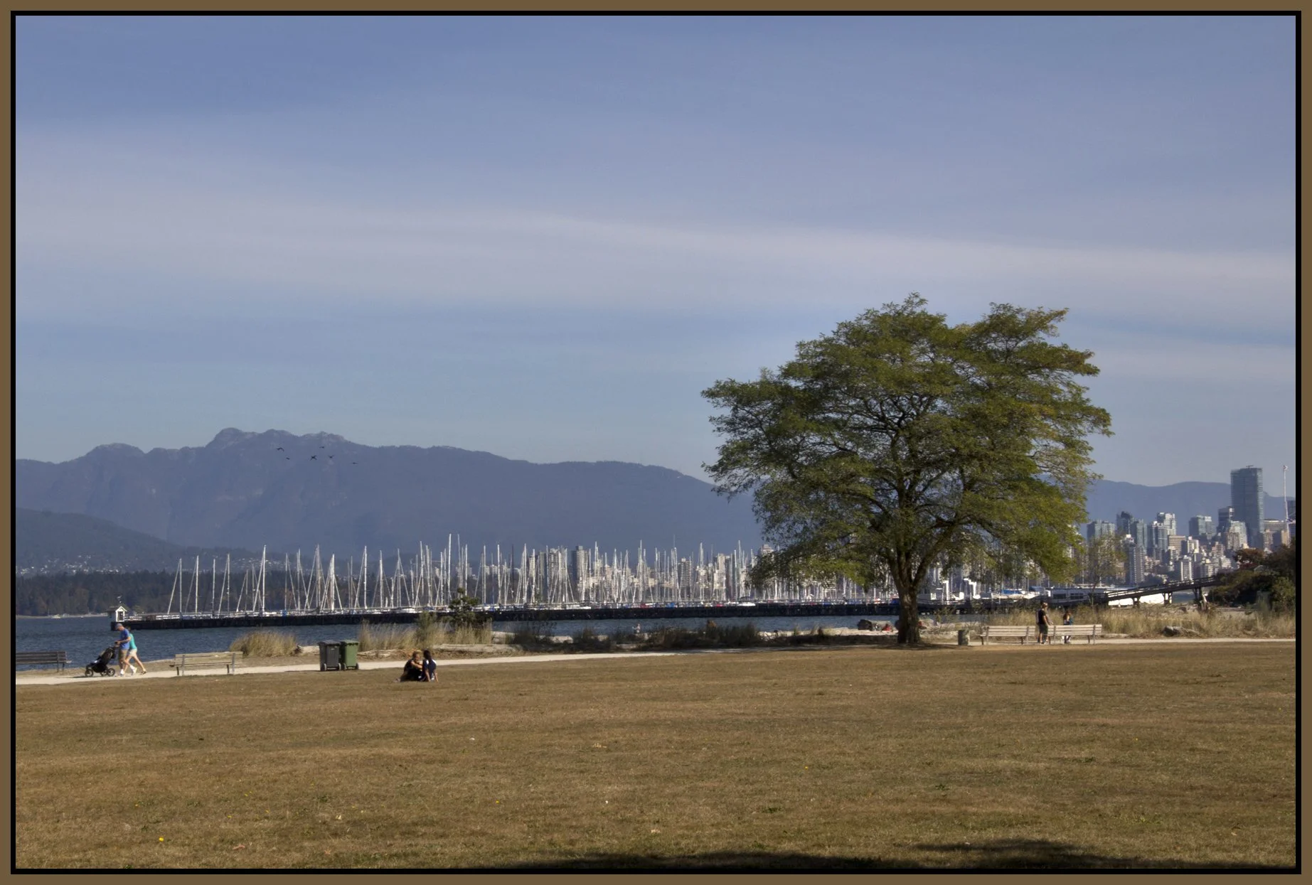 Jericho Beach Tree_Oct 8_2012_0293_4x6s.jpg