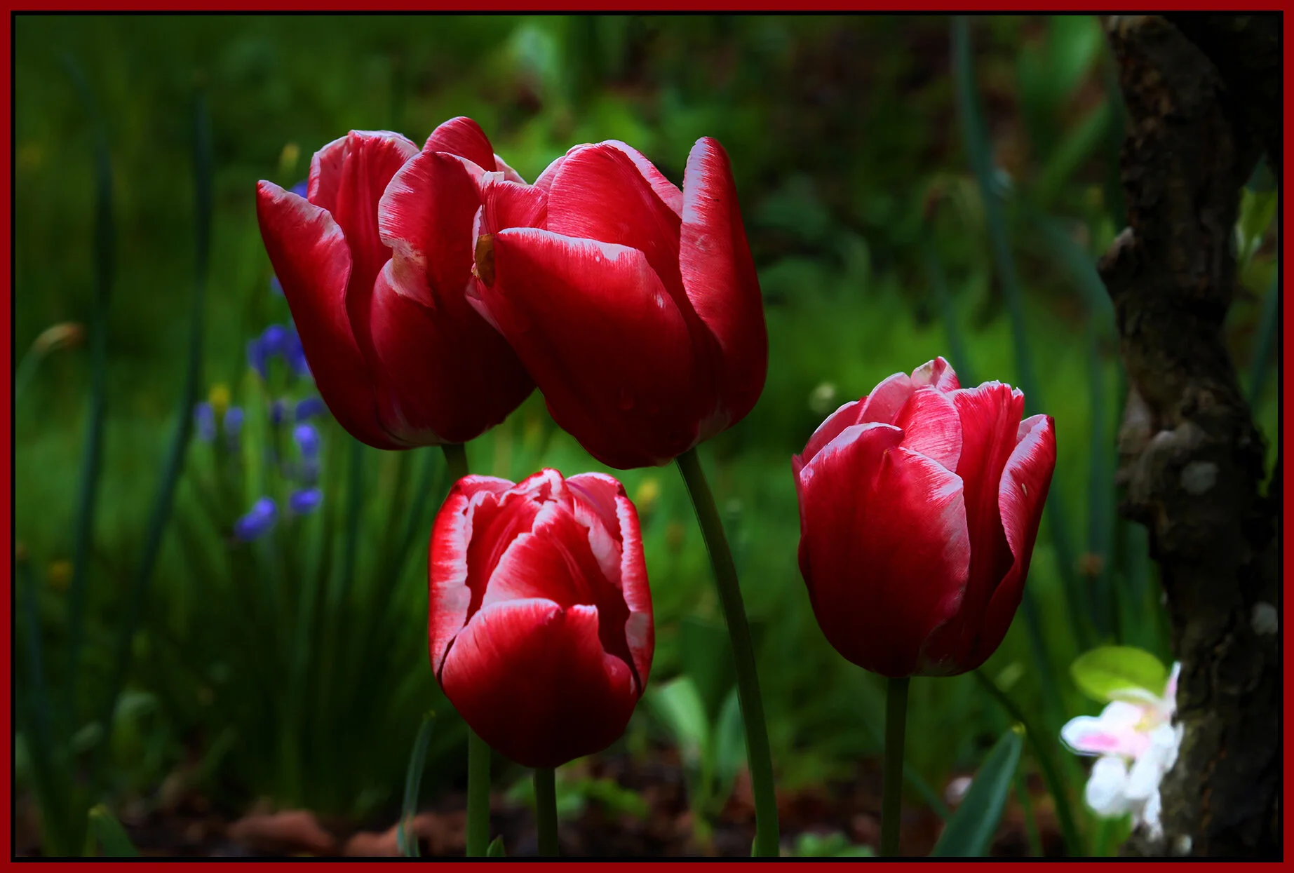 Flowers  Tulips_May 3_2020_HDR_4F6065_peSoftblur_4x6s.jpg