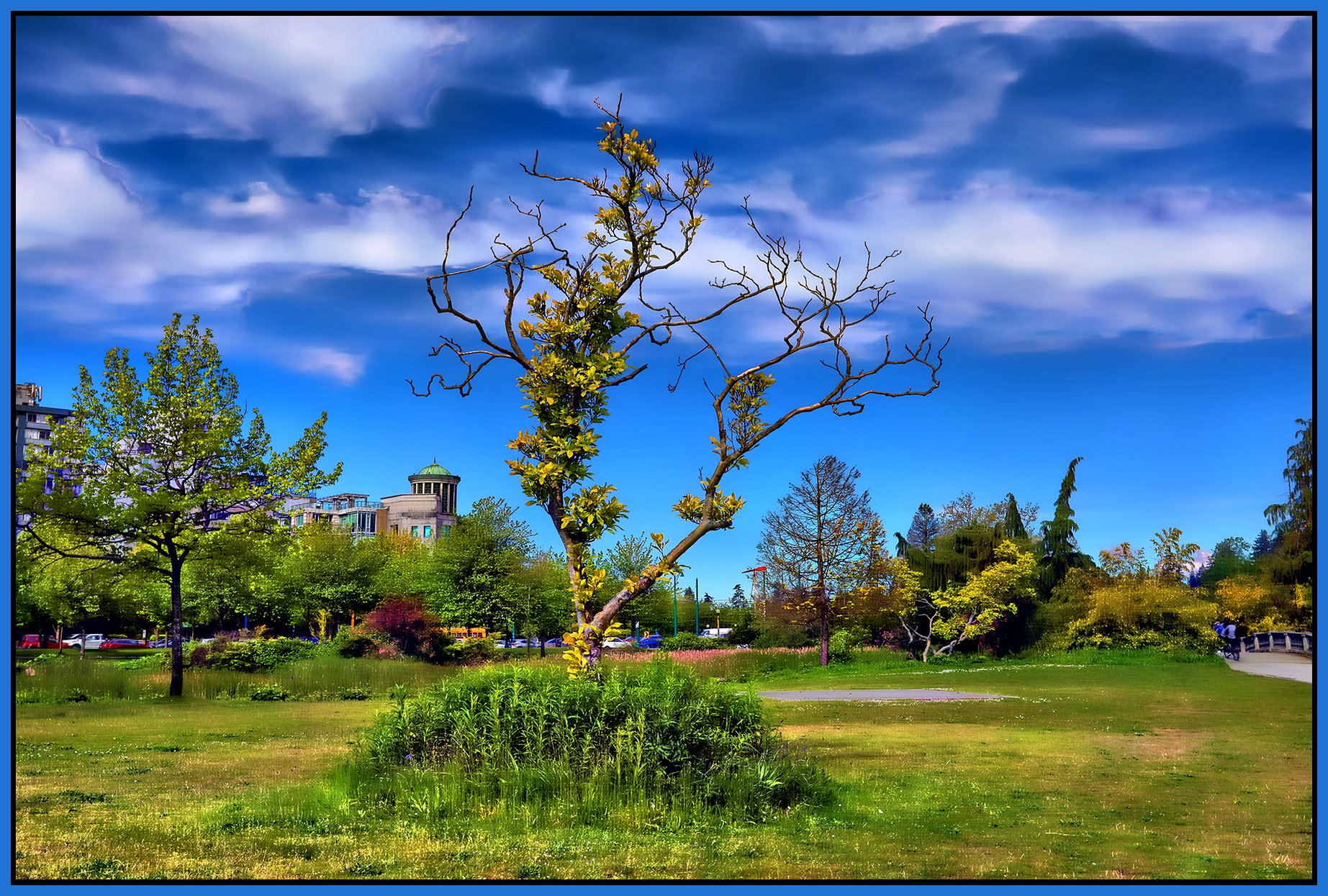 Devonian Park Tree_May 22_2024_HDR_4H9279_peHdr2013_1_4x6s.jpg