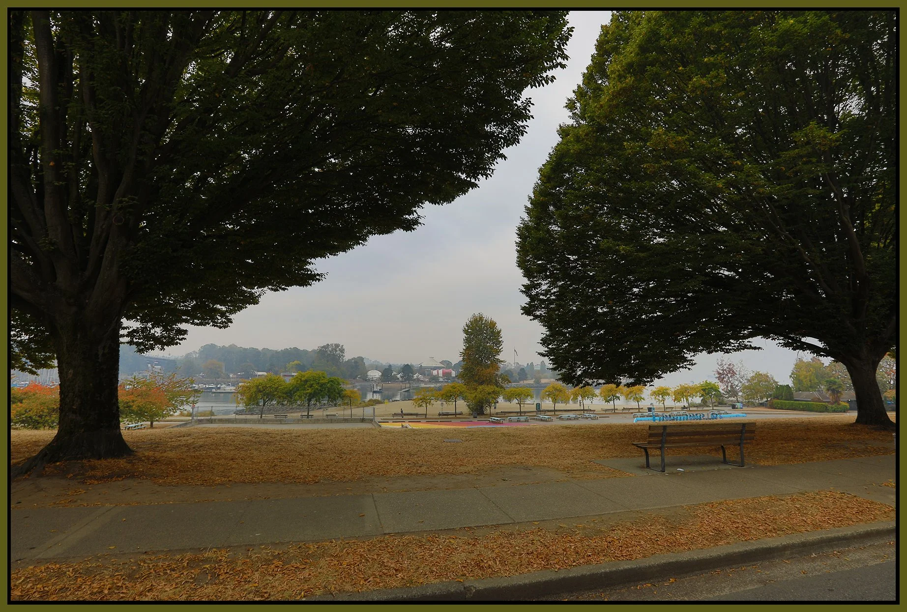 English Bay Trees_Oct 20_2022_HDR_5C4174_4x6s.jpg